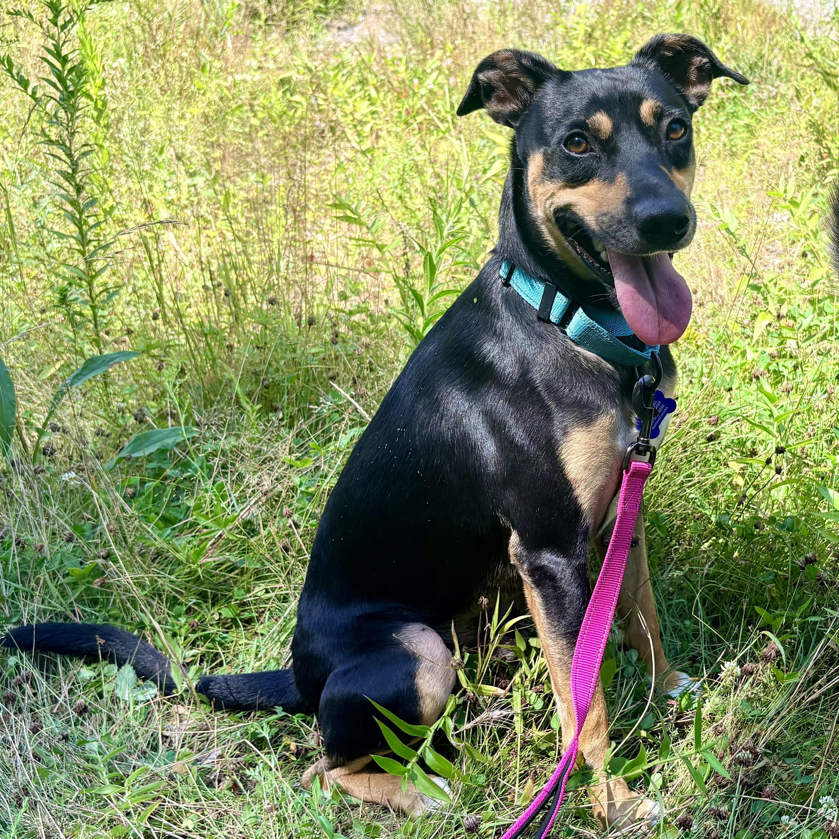 Enlarge Niko, a Adoptable mixed breed in Weare, NH image 2/6