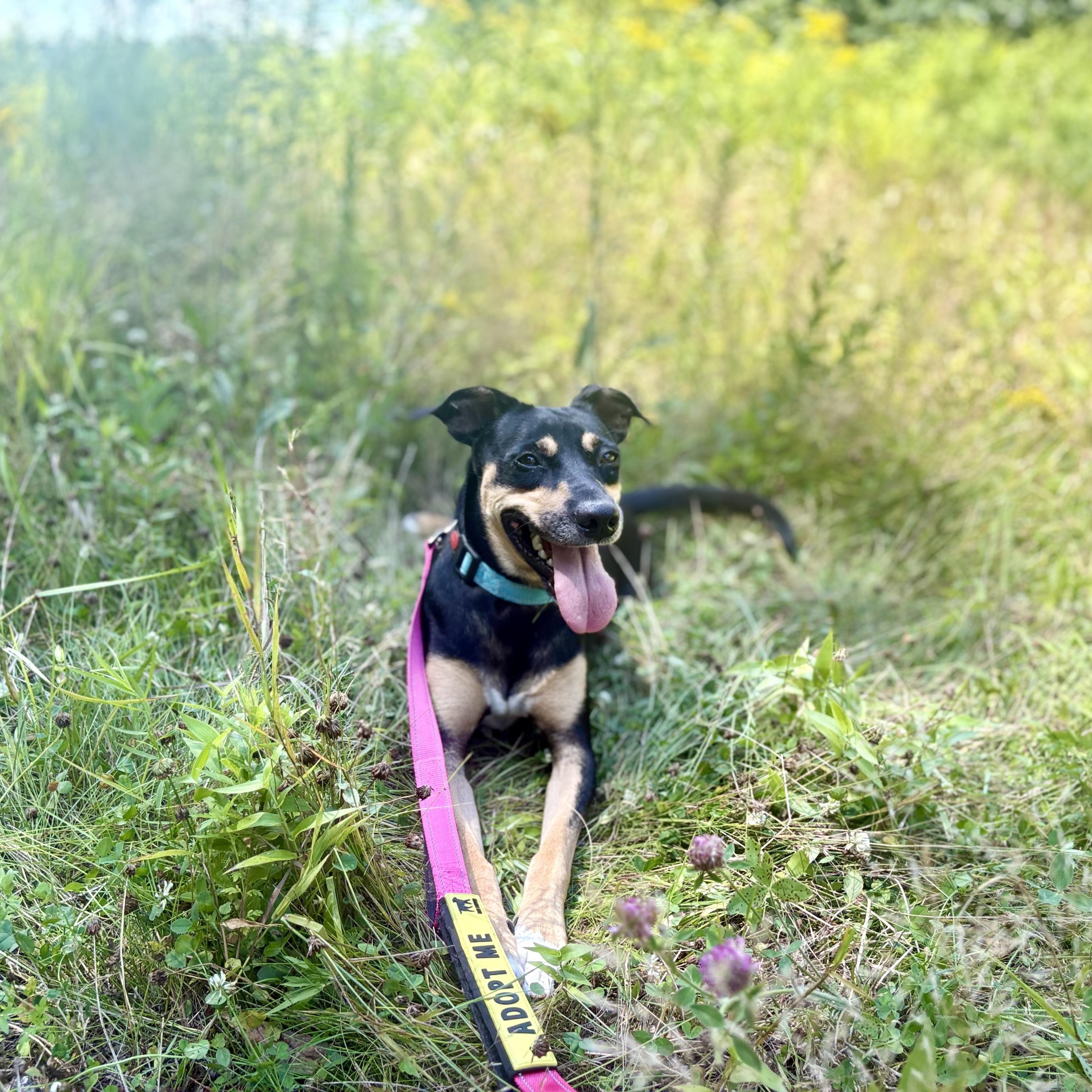 Enlarge Niko, a Adoptable mixed breed in Weare, NH image 3/6