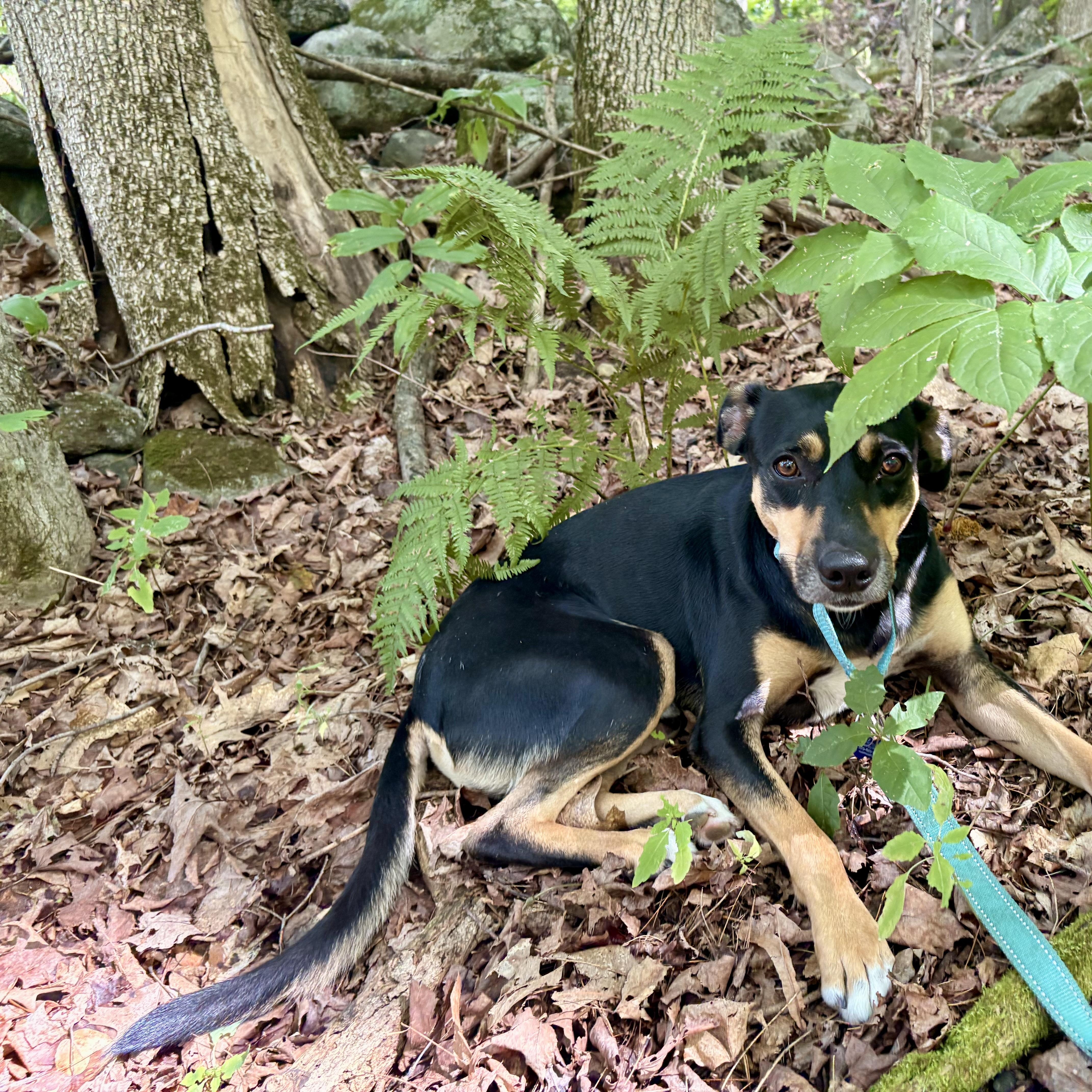Enlarge Niko, a Adoptable mixed breed in Weare, NH image 6/6