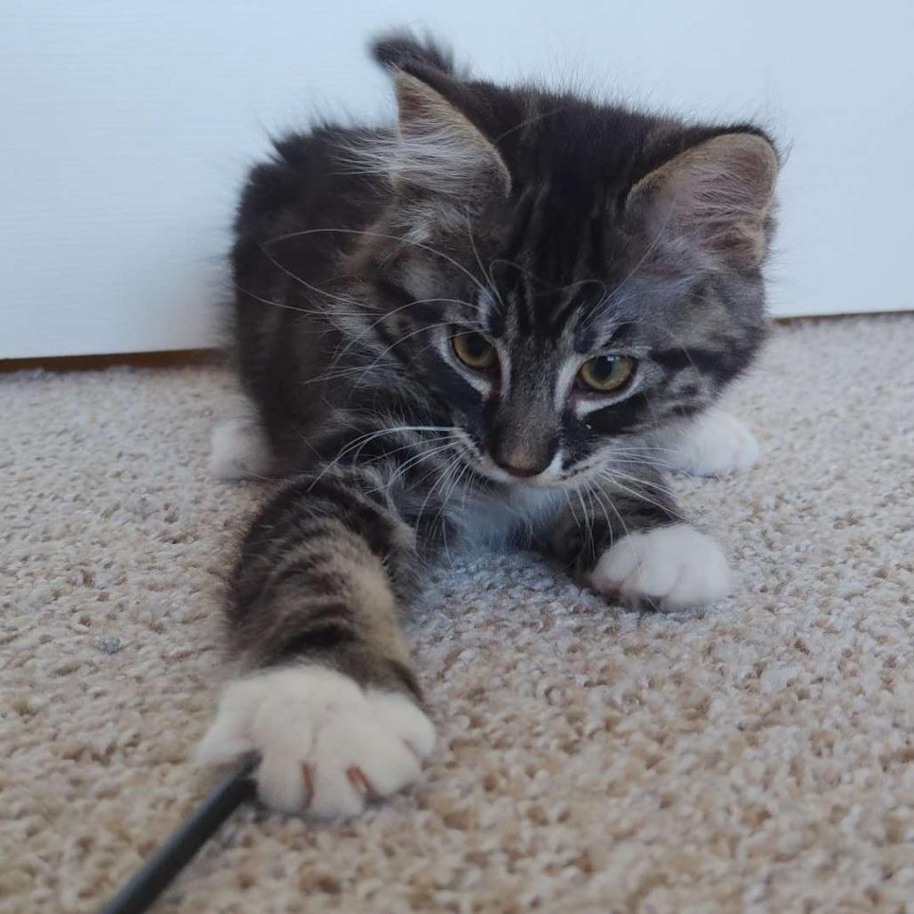 Enlarge Dirt (bonded with Leaf), a Adoptable Domestic Medium Hair in Santa Rosa, CA image 2/4