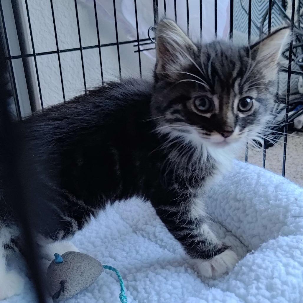 Enlarge Dirt (bonded with Leaf), a Adoptable Domestic Medium Hair in Santa Rosa, CA image 3/4