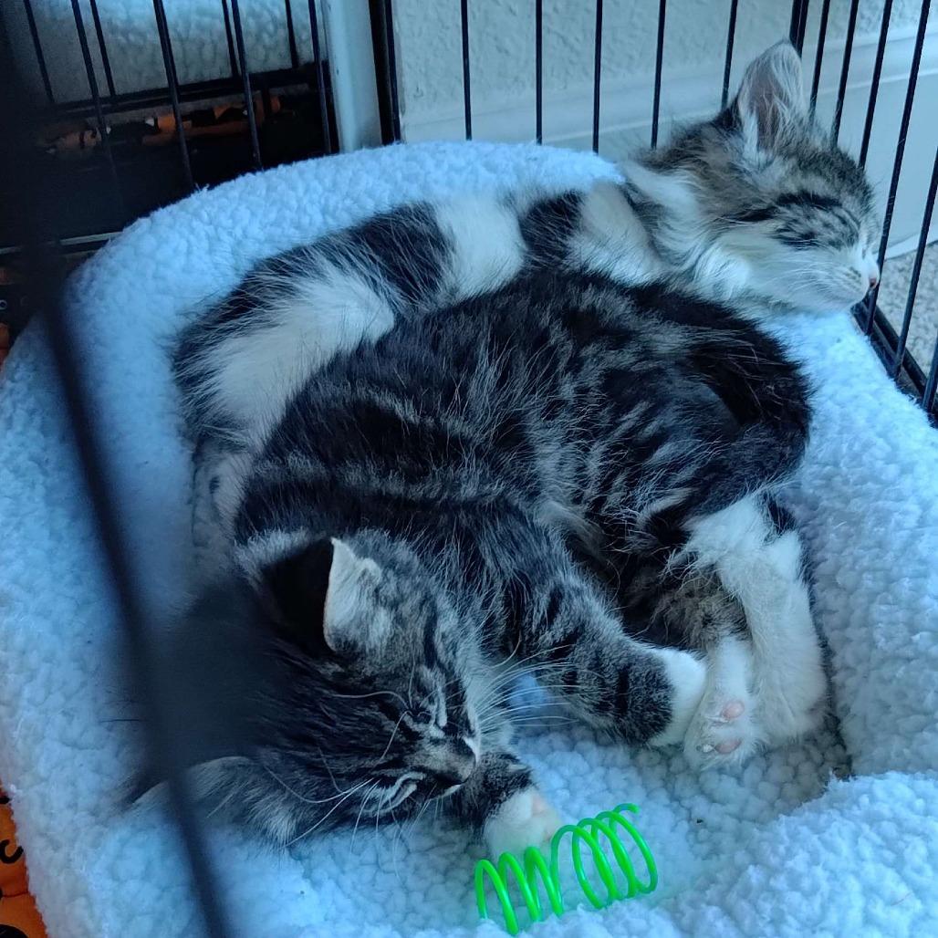 Enlarge Dirt (bonded with Leaf), a Adoptable Domestic Medium Hair in Santa Rosa, CA image 4/4