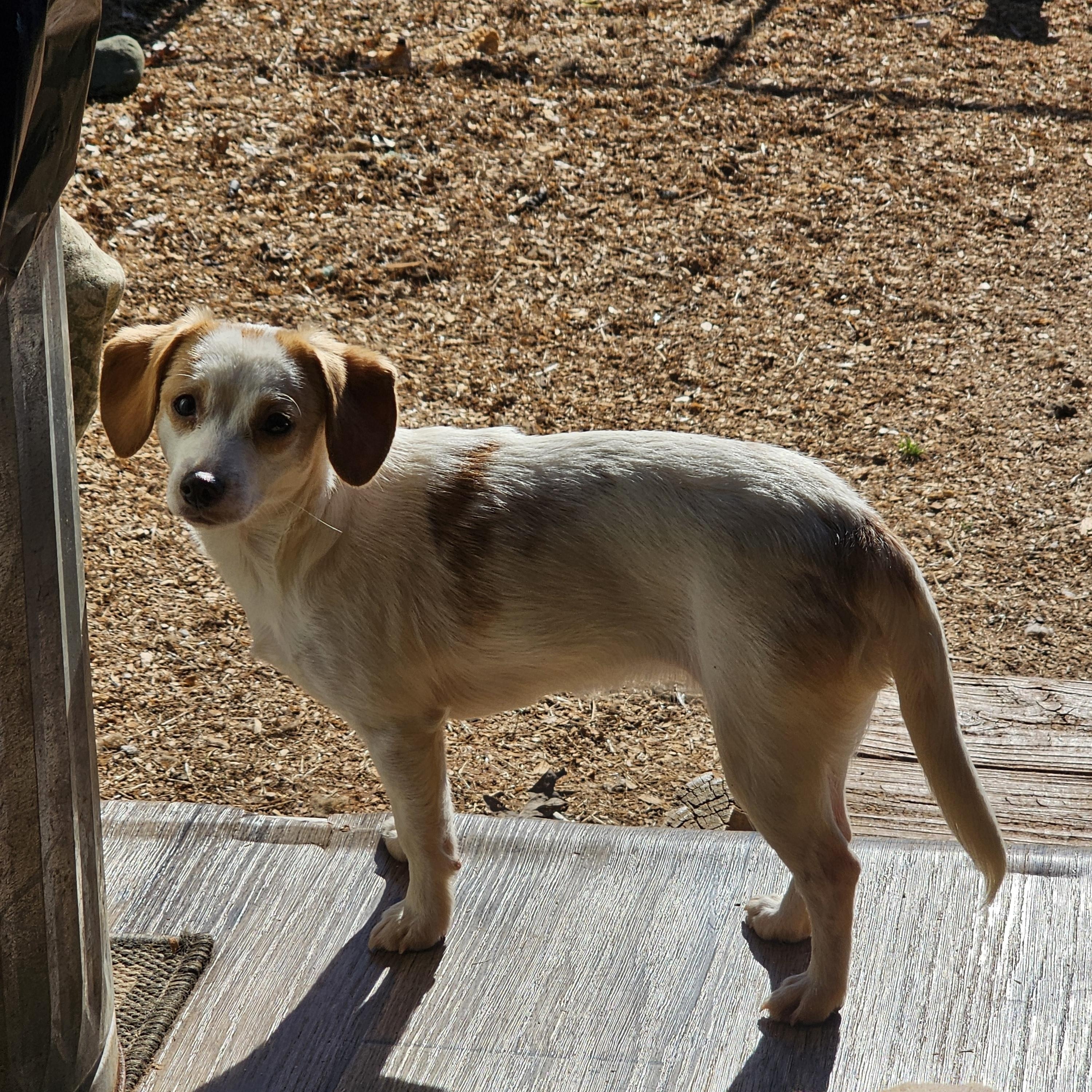 Enlarge Sakura, a ADOPTABLE mixed breed in Chesnee, SC image 2/3