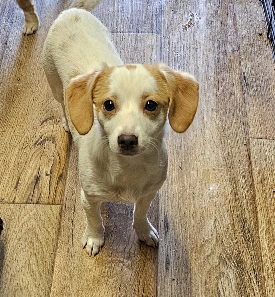 Enlarge Sakura, a ADOPTABLE mixed breed in Chesnee, SC image 3/3