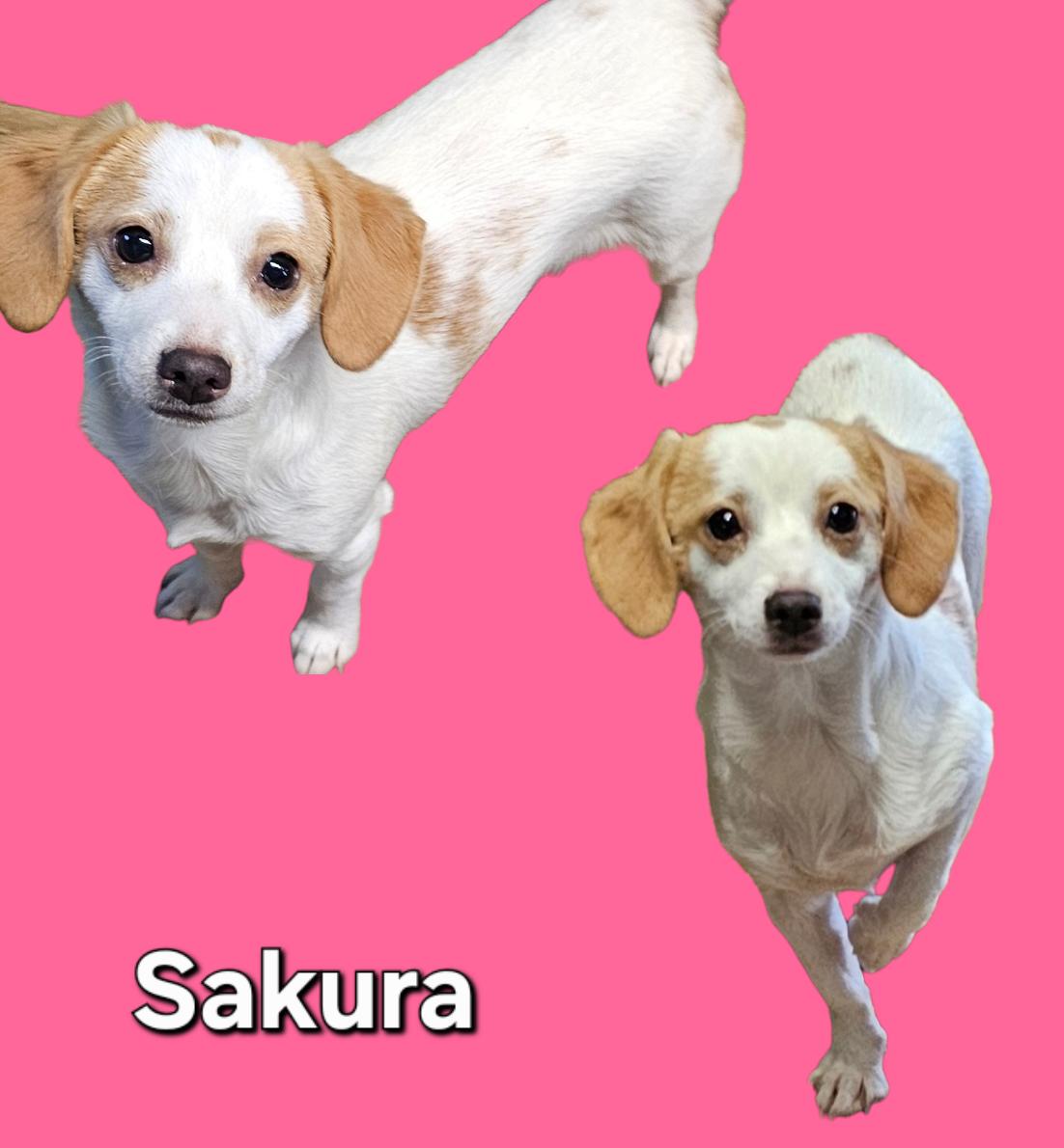 Sakura, ADOPTABLE, Adult Female Dachshund & Terrier.