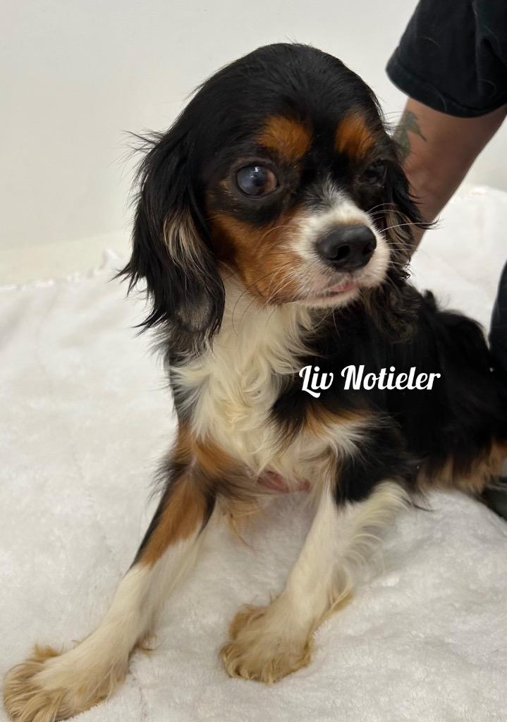 Liv Notieler thumbnail 2