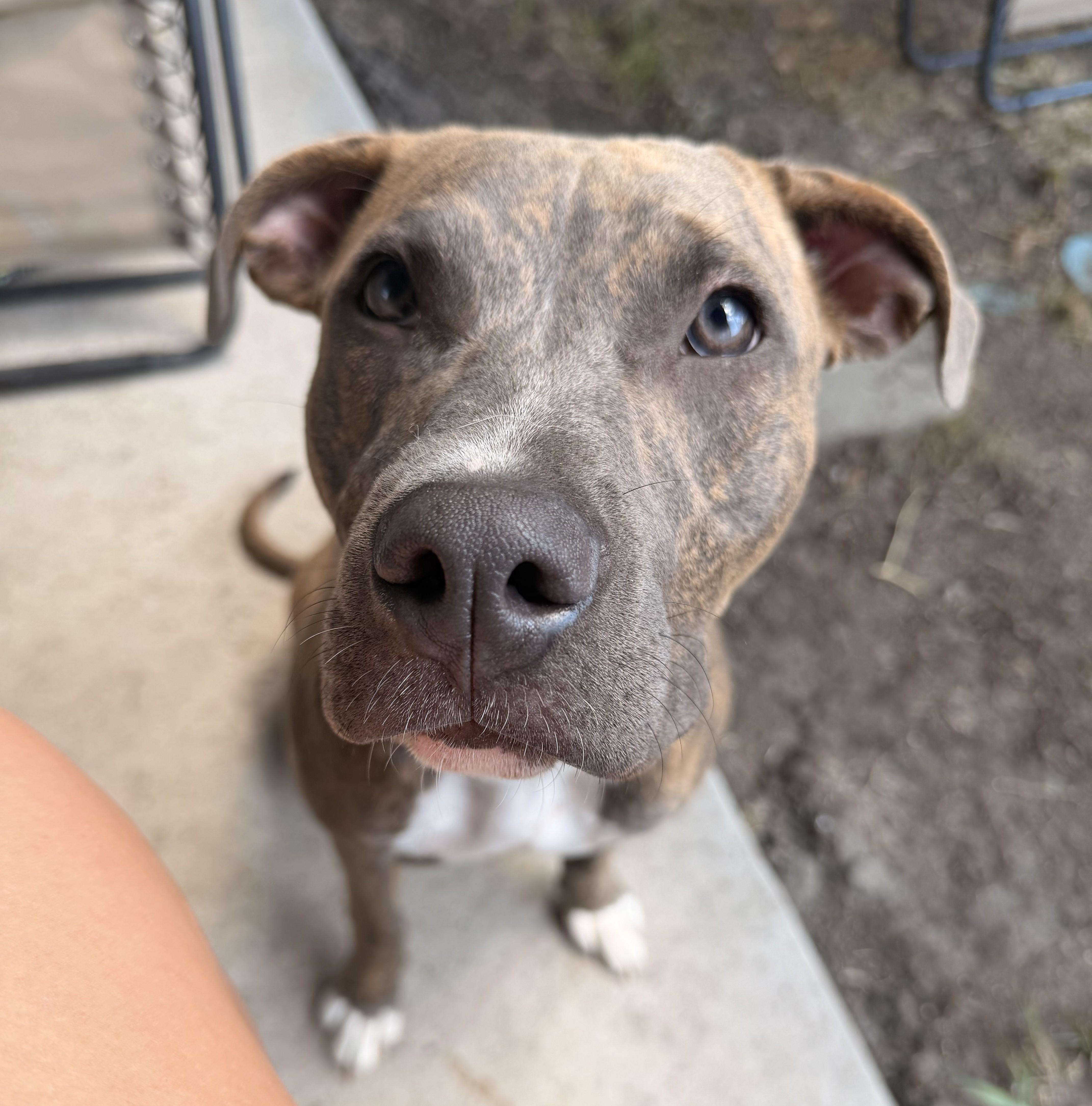 Terra - EXT TM, Adoptable, Young Female Pit Bull Terrier & Boxer.