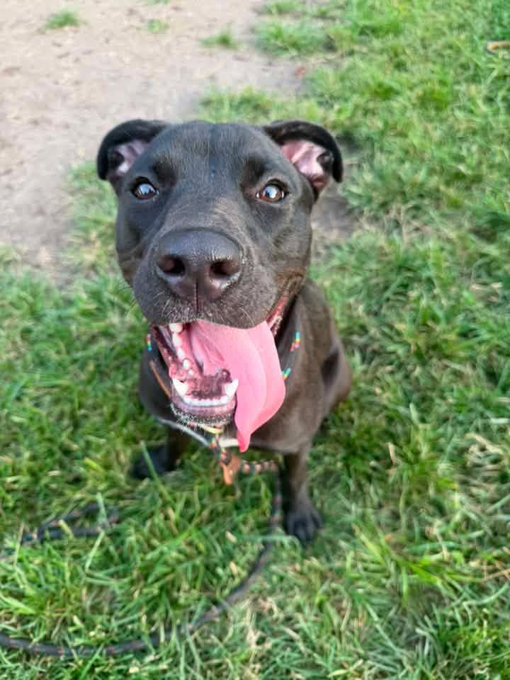 Enlarge Lalaria, a ADOPTABLE Pit Bull Terrier in Chicago, IL image 4/5