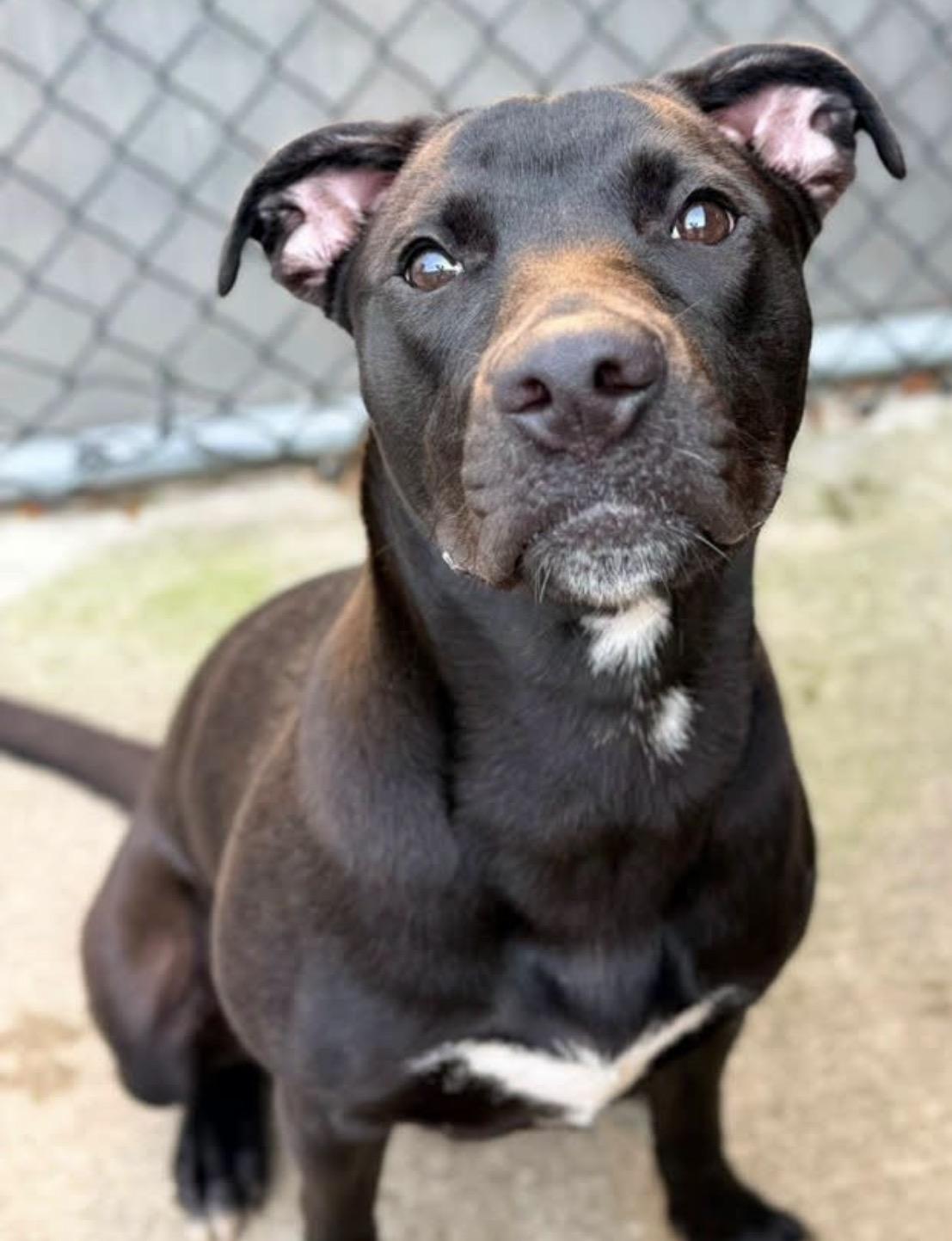 Enlarge Lalaria, a ADOPTABLE Pit Bull Terrier in Chicago, IL image 3/5