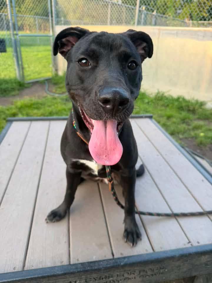 Enlarge Lalaria, a ADOPTABLE Pit Bull Terrier in Chicago, IL image 1/5