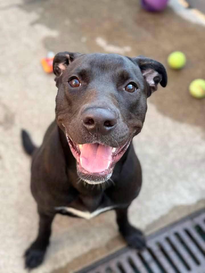 Enlarge Lalaria, a ADOPTABLE Pit Bull Terrier in Chicago, IL image 2/5