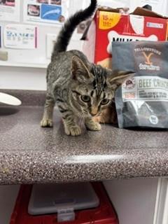 Octopus, Adoptable, Kitten Female Domestic Short Hair & Domestic Short Hair.