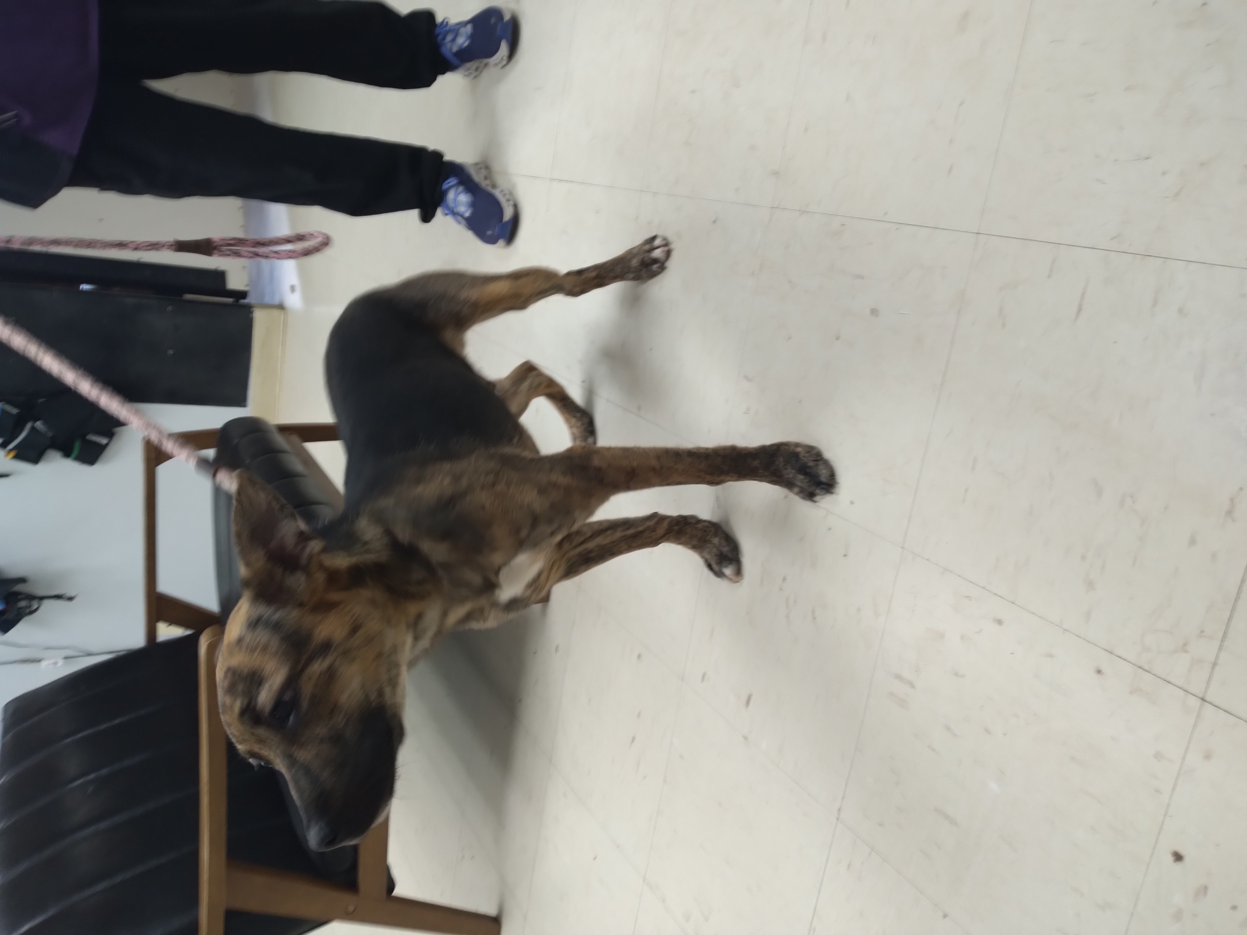 Enlarge Rigsby, a Adopted German Shepherd Dog in Tulsa, OK image 3/4