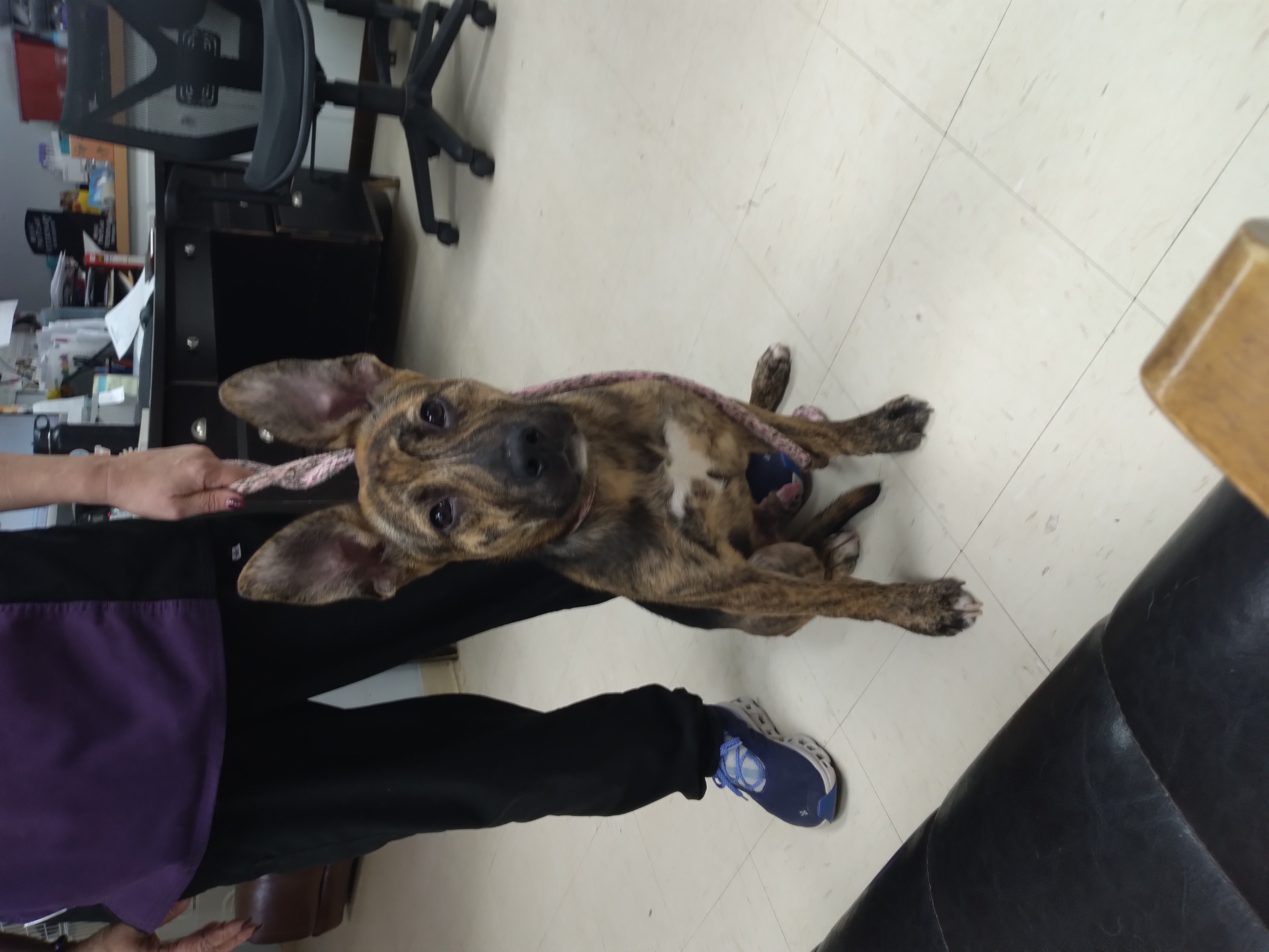 Enlarge Rigsby, a Adopted German Shepherd Dog in Tulsa, OK image 1/4