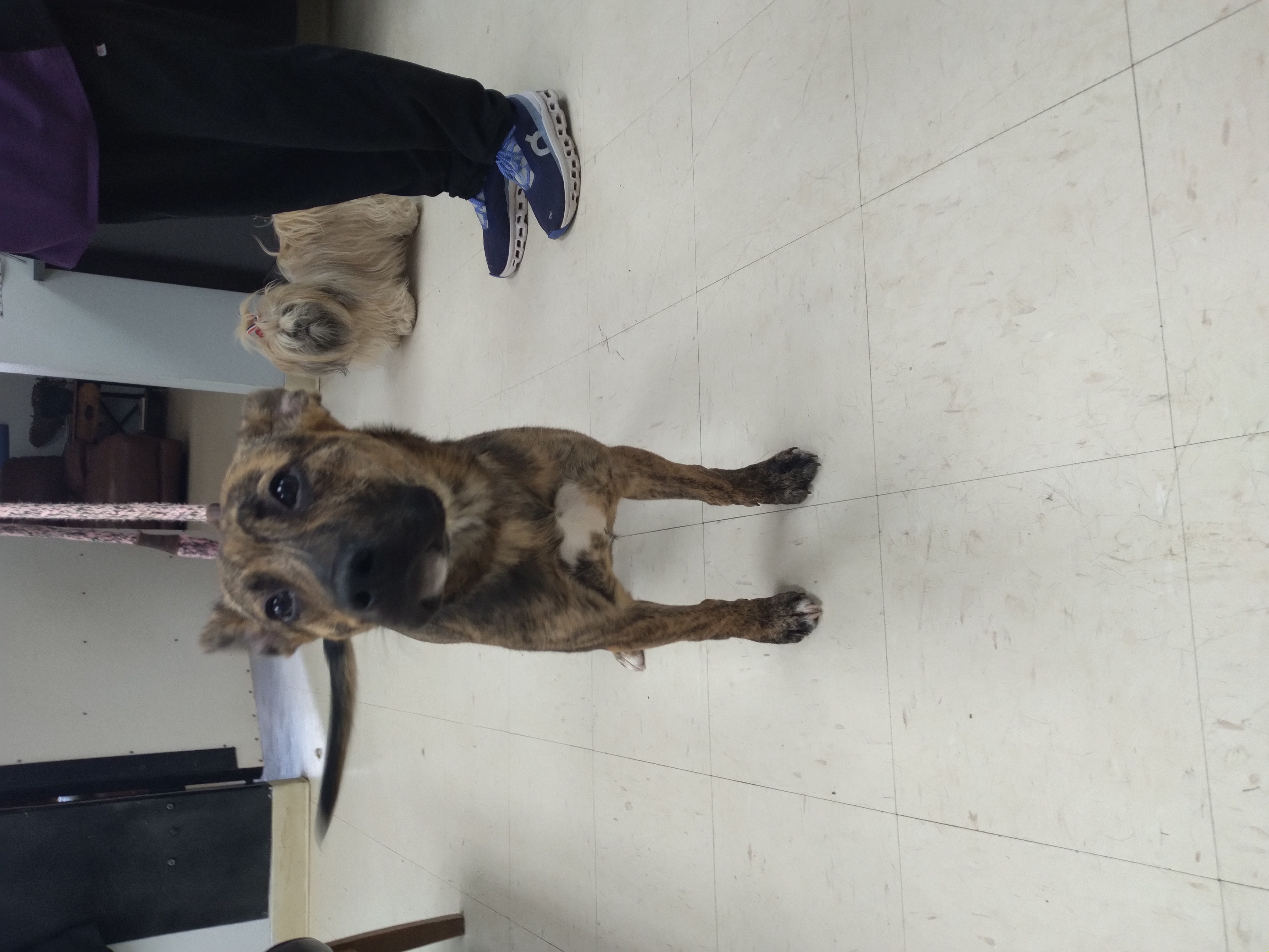 Enlarge Rigsby, a Adopted German Shepherd Dog in Tulsa, OK image 2/4