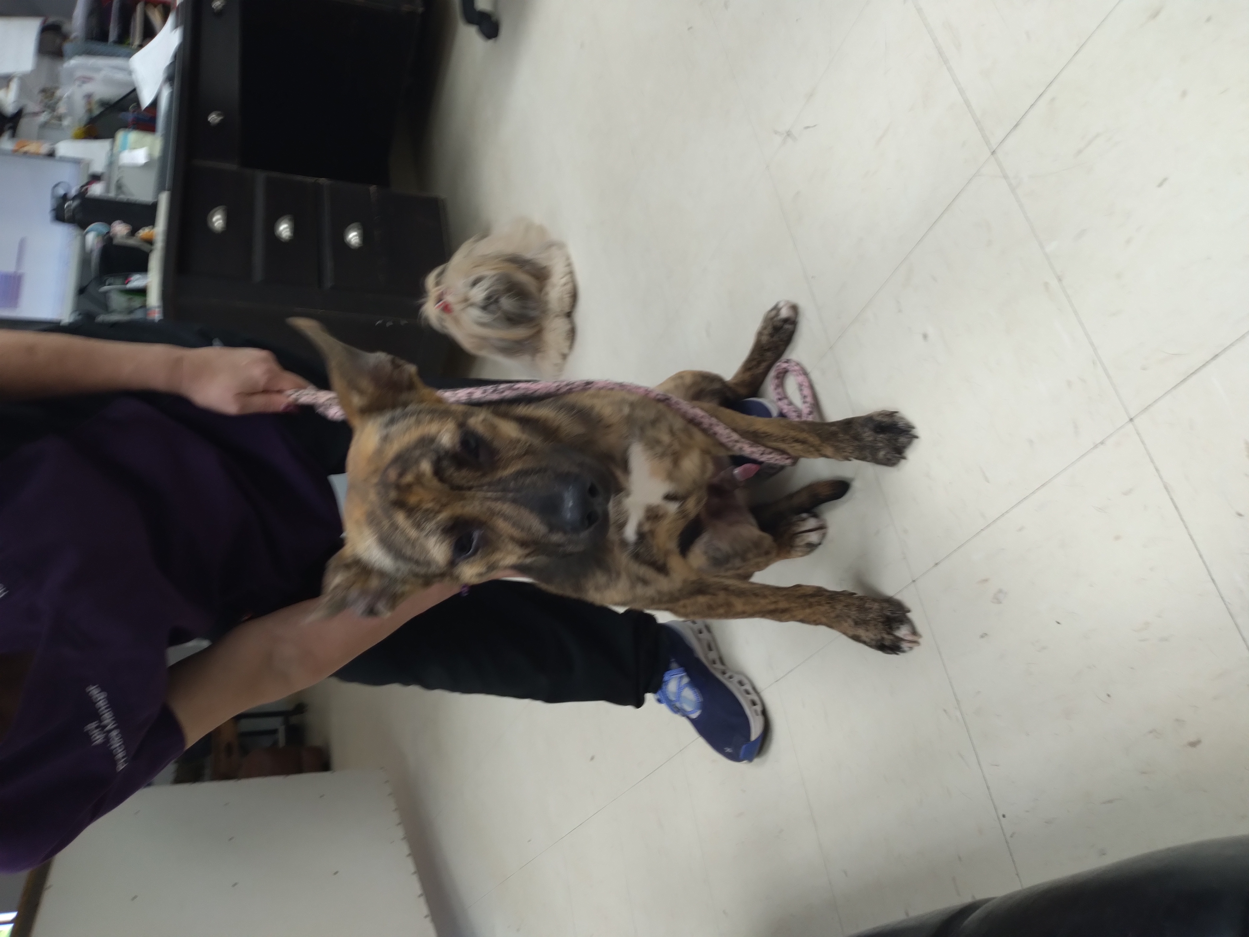 Enlarge Rigsby, a Adopted German Shepherd Dog in Tulsa, OK image 4/4