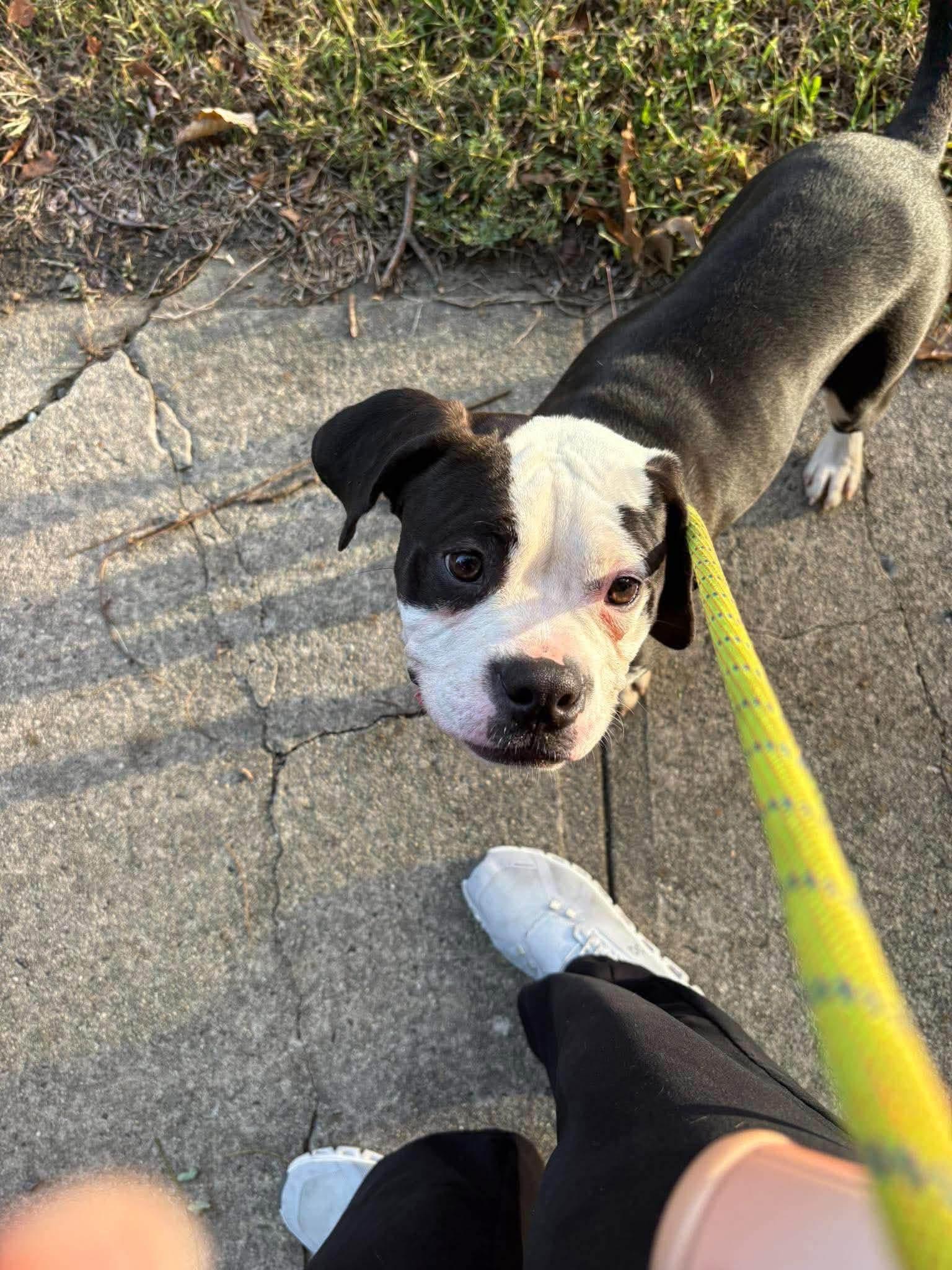 Enlarge Heath, a Adoptable mixed breed in Jackson , NJ image 4/4
