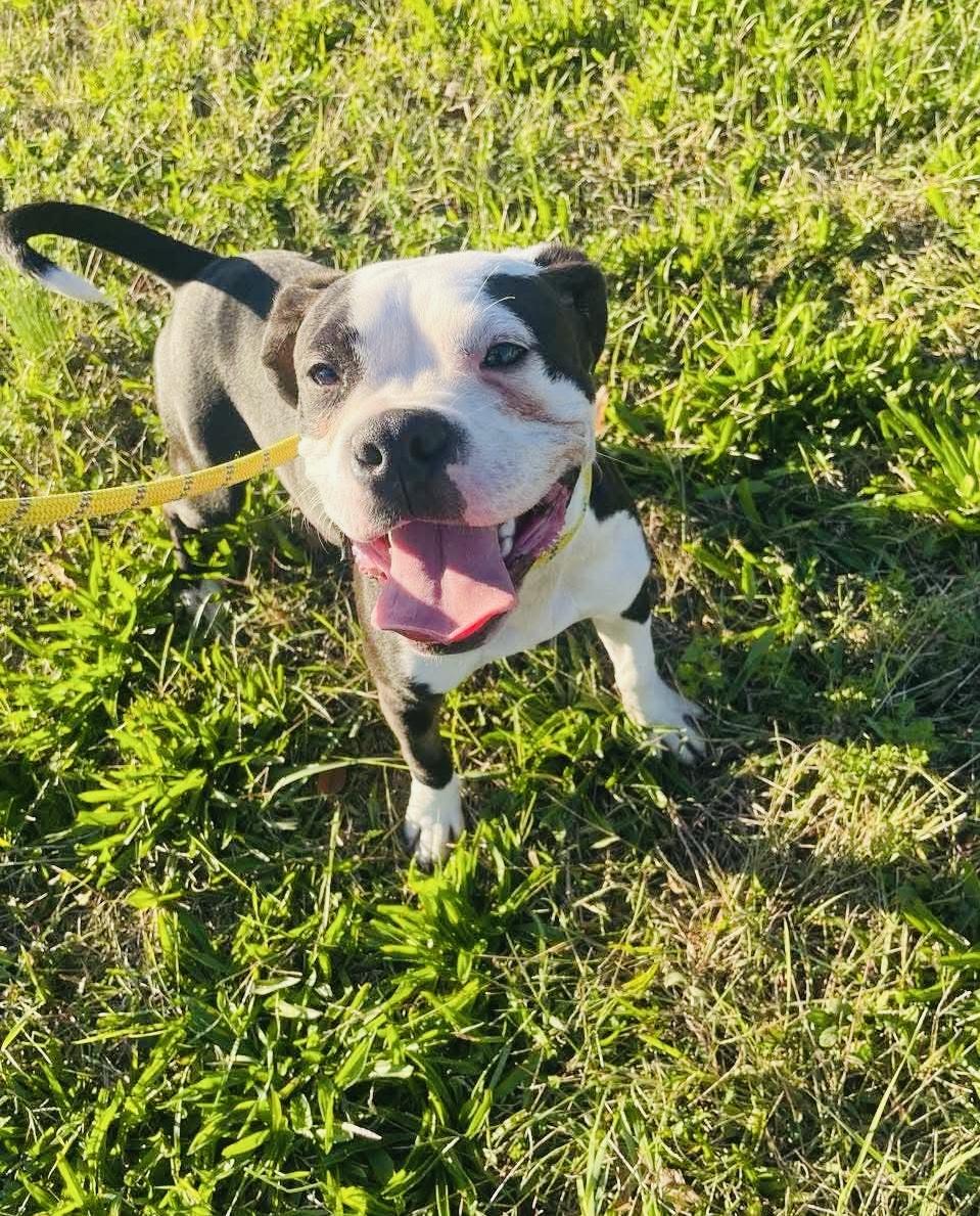 Enlarge Heath, a Adoptable mixed breed in Jackson , NJ image 1/4