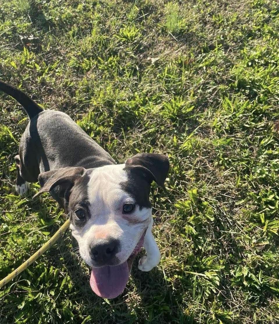 Enlarge Heath, a Adoptable mixed breed in Jackson , NJ image 3/4