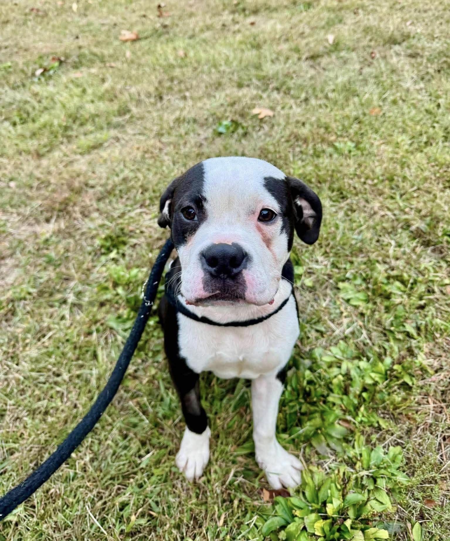 Enlarge Heath, a Adoptable mixed breed in Jackson , NJ image 2/4