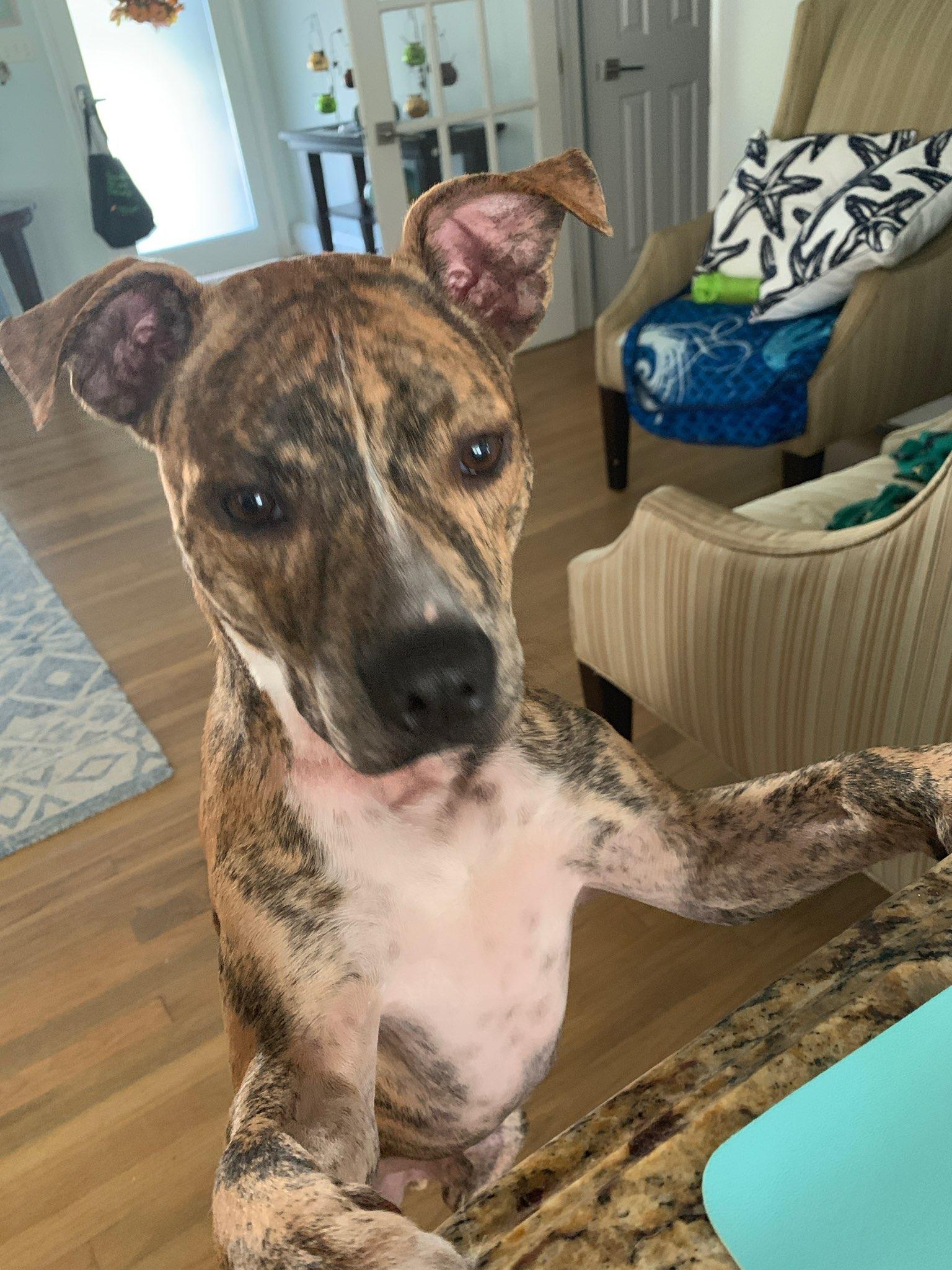 Maverick, Adoptable, Young Male Pit Bull Terrier.