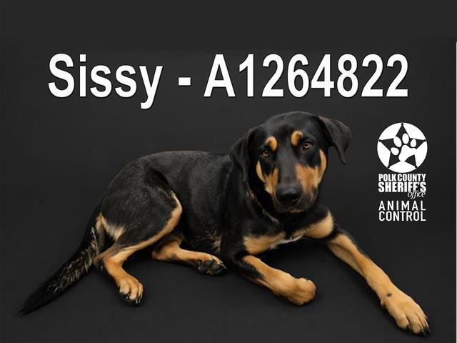 Enlarge SISSY, a Adoptable mixed breed in Winter Haven, FL image 1/1