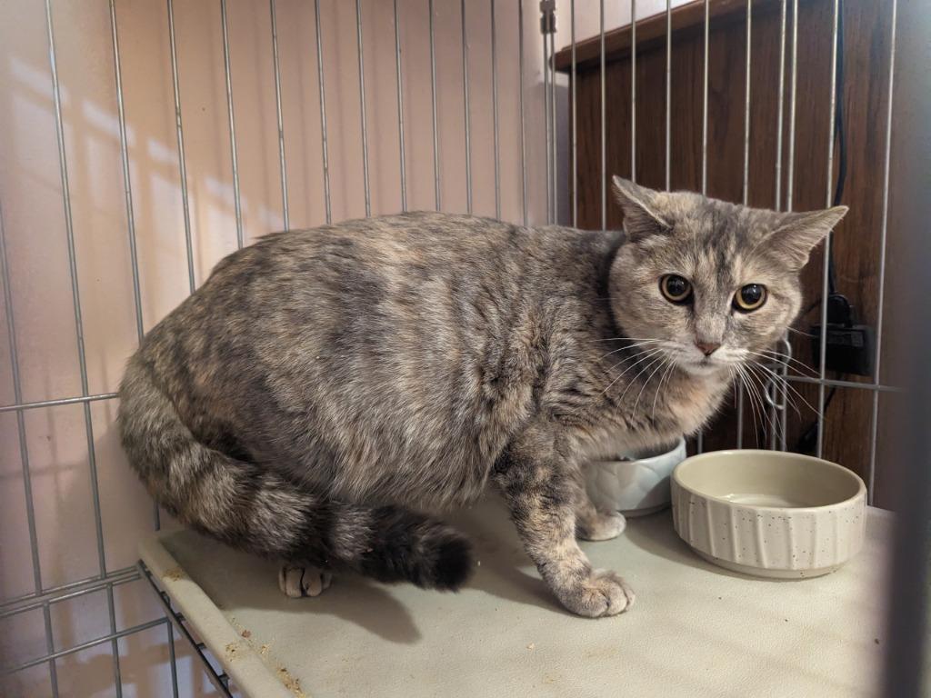 Enlarge Tilly, a Adopted mixed breed in Olathe, KS image 1/1