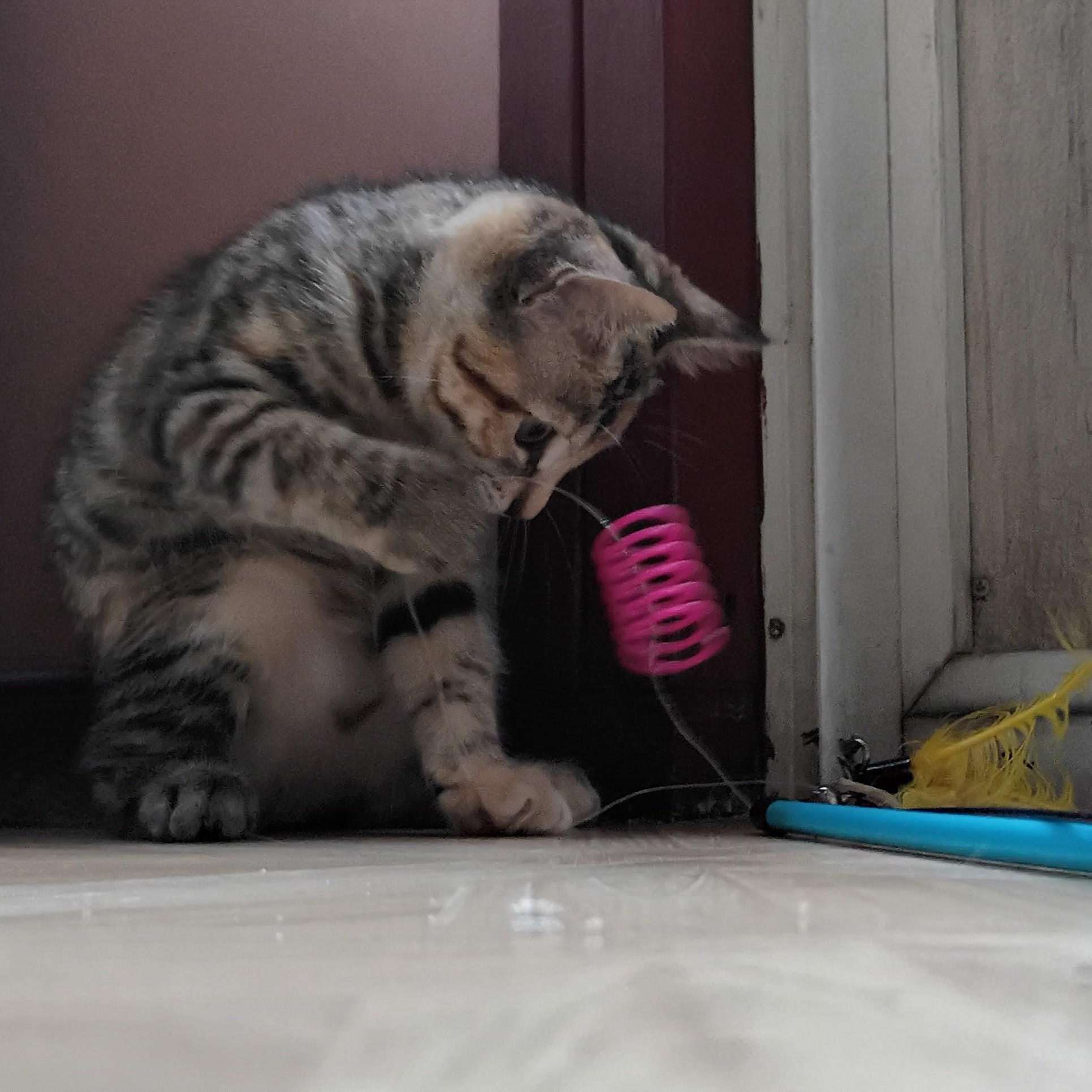Orange Blossom, an adopted Domestic Short Hair in Bordentown, NJ image 2/3