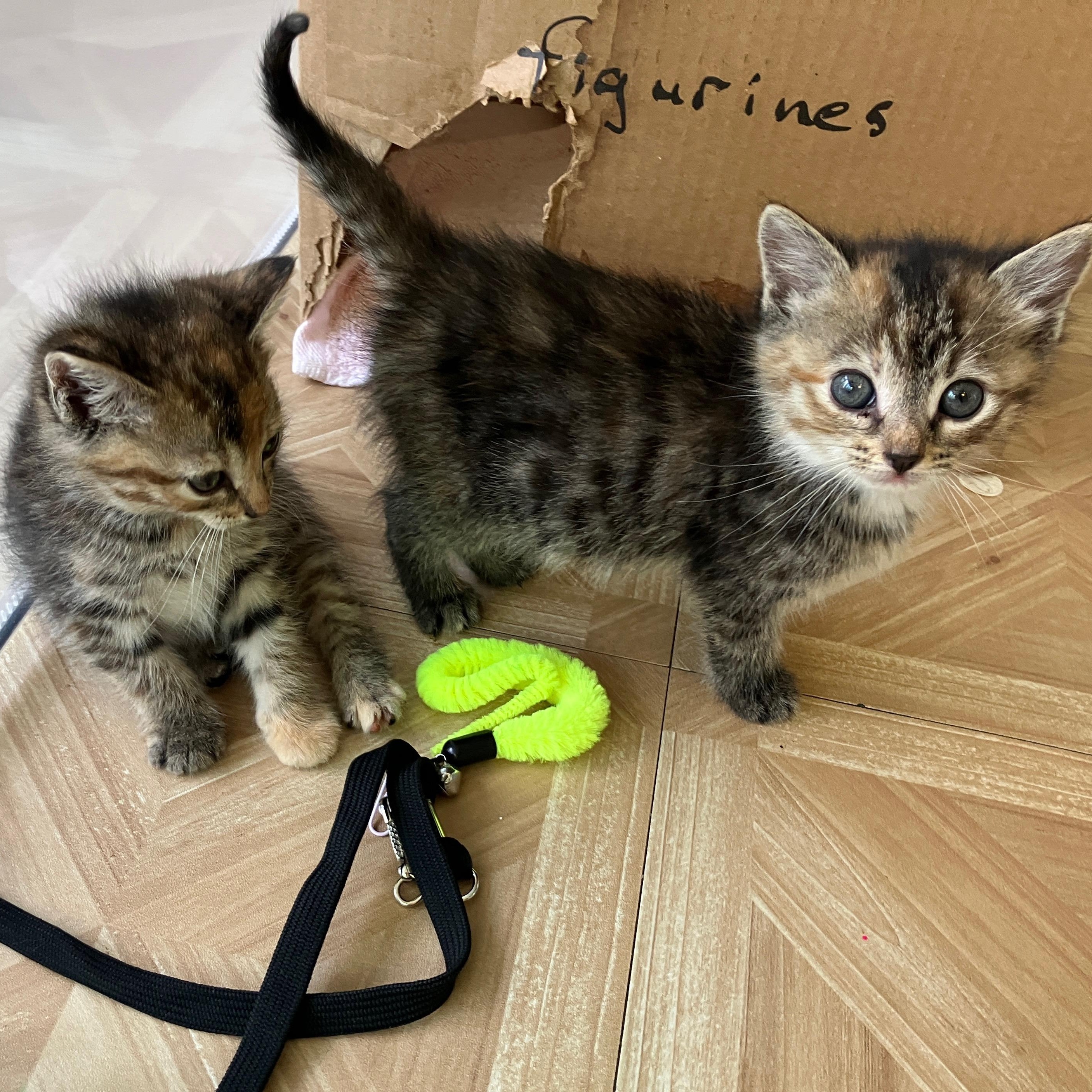 Orange Blossom, a ADOPTABLE Domestic Short Hair in Bordentown, NJ image 4/4