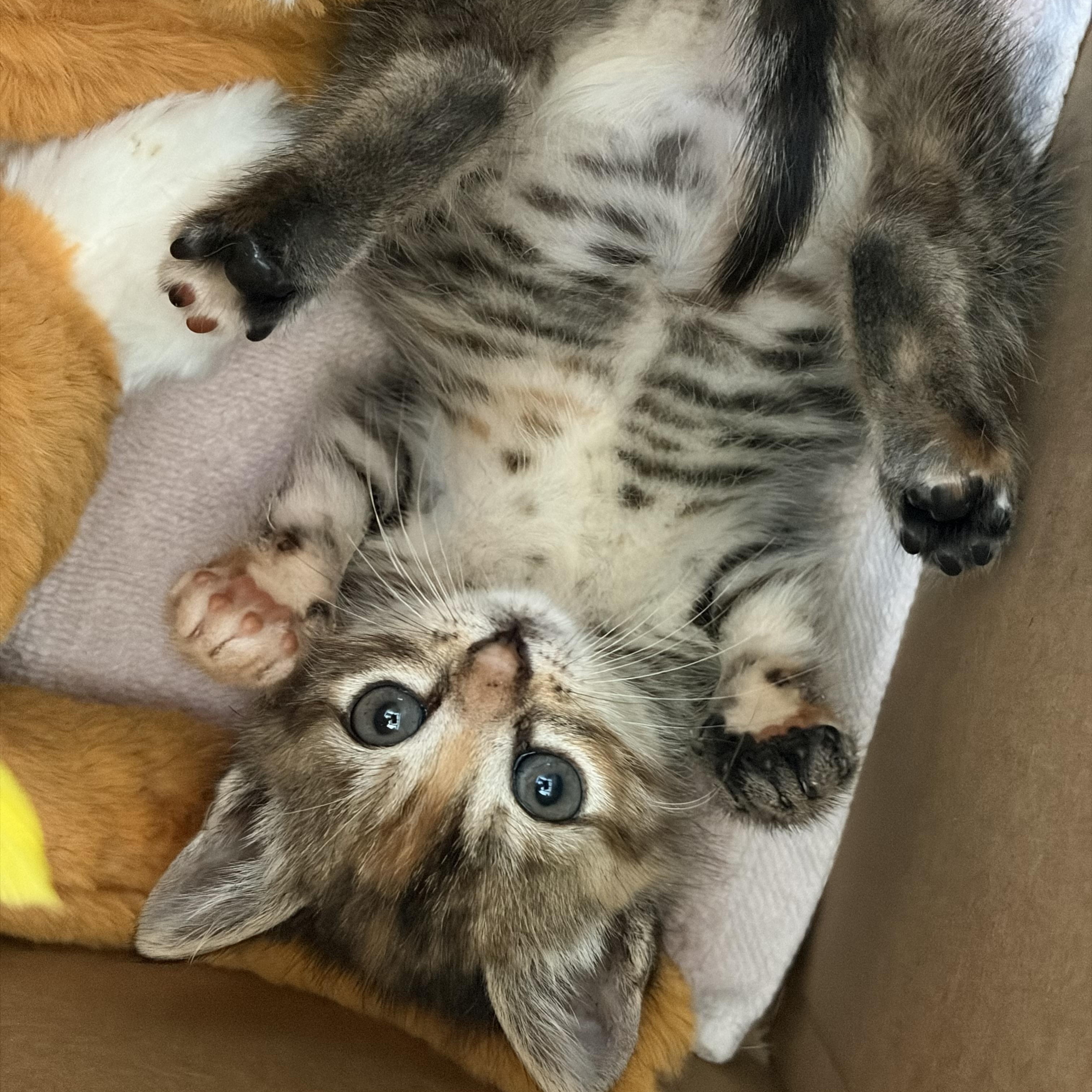 Orange Blossom, ADOPTABLE, Kitten Female Domestic Short Hair.