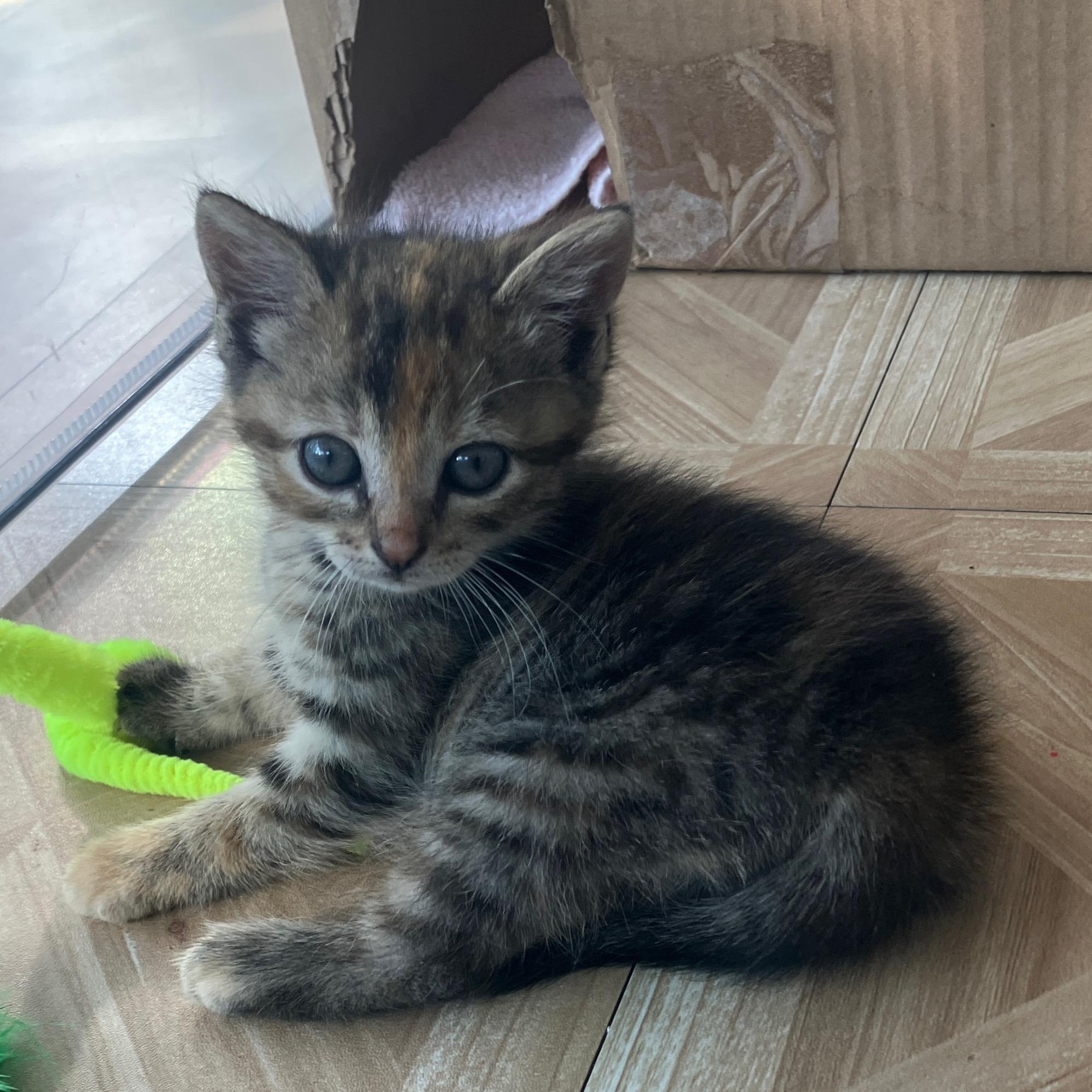 Orange Blossom, a ADOPTABLE Domestic Short Hair in Bordentown, NJ image 2/4