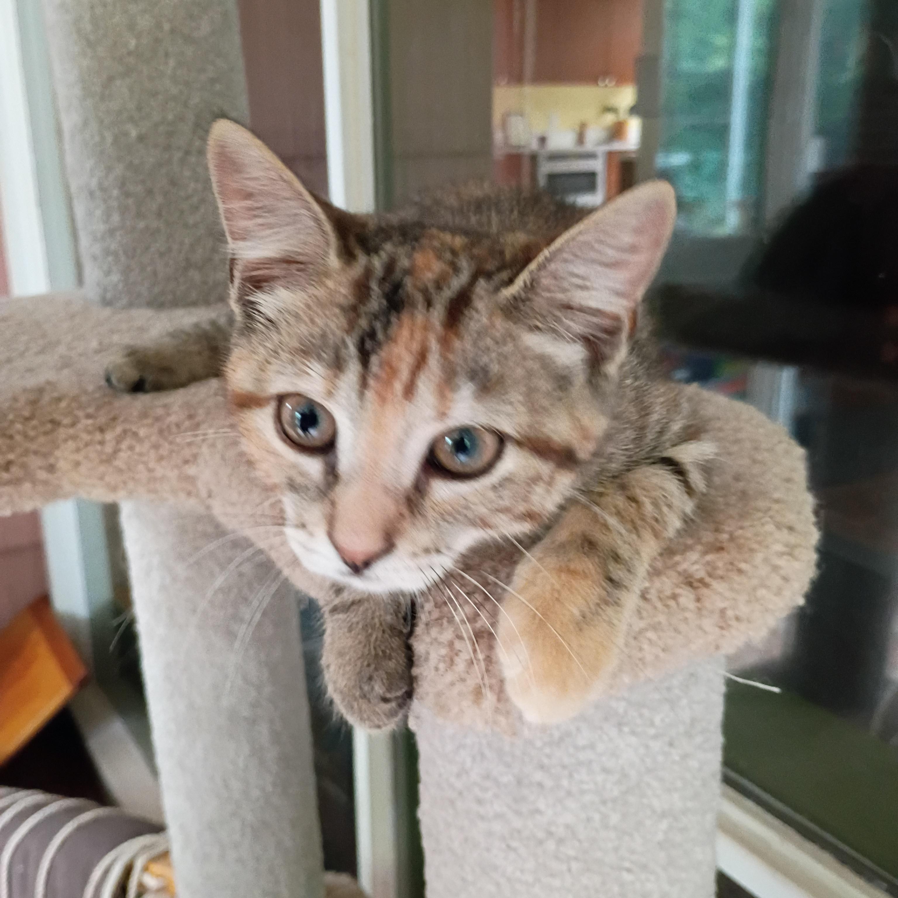 Orange Blossom, an adopted Domestic Short Hair in Bordentown, NJ image 1/3