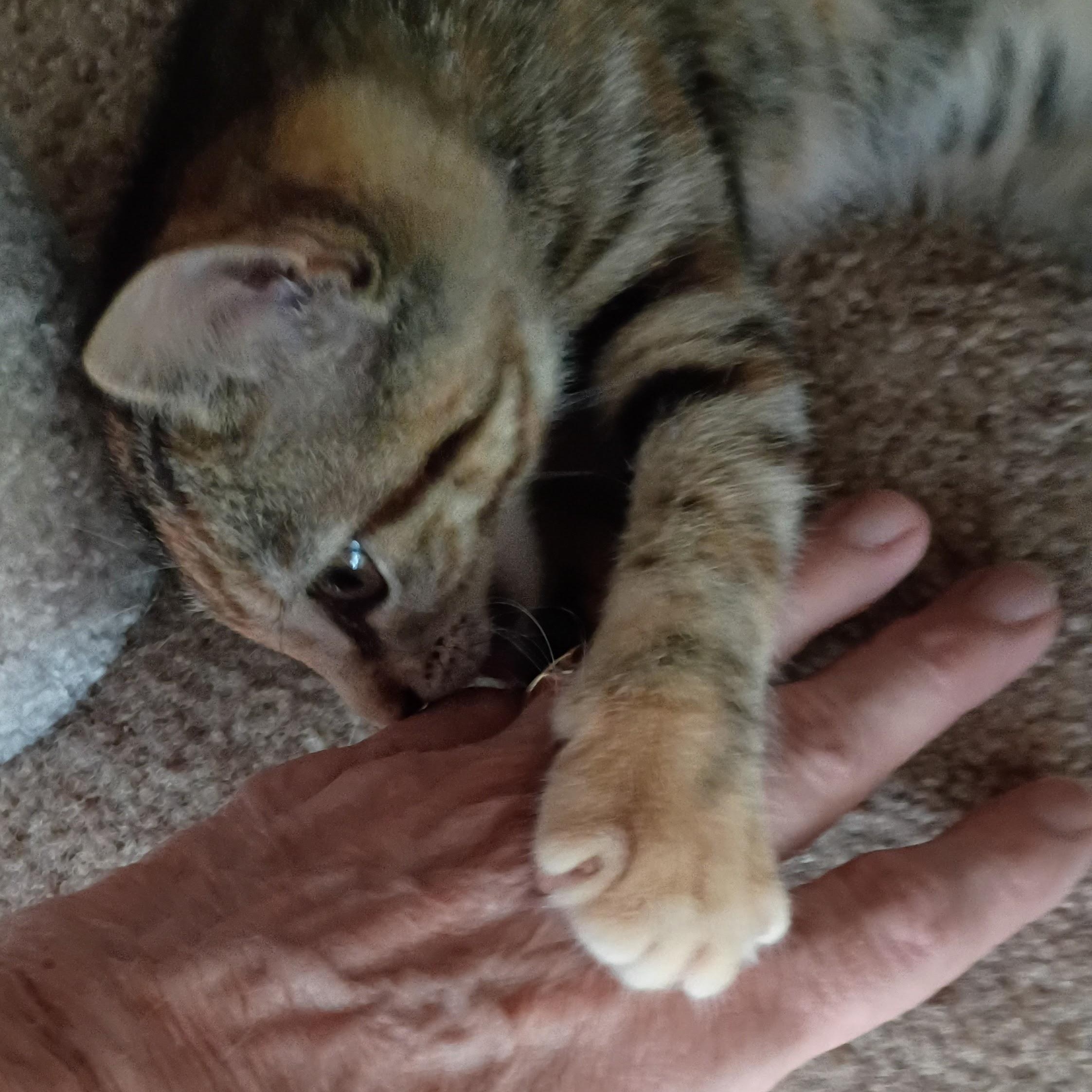 Orange Blossom, an adopted Domestic Short Hair in Bordentown, NJ image 3/3