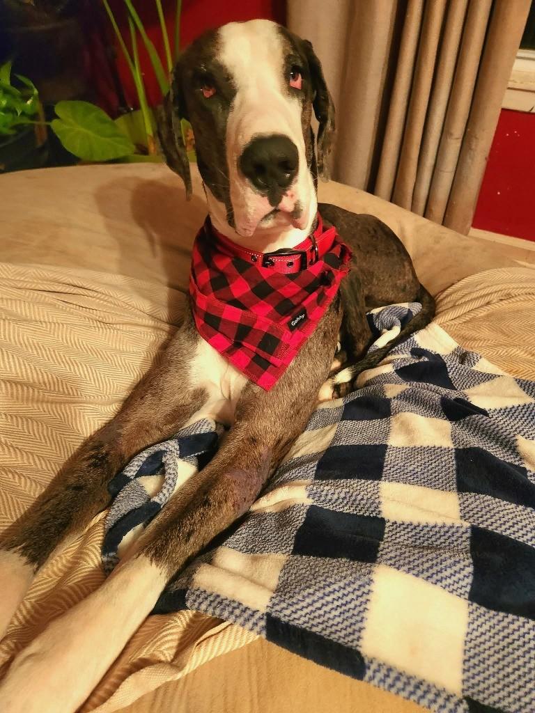 Enlarge Caden, an adopted Great Dane in Dallas, TX image 2/5