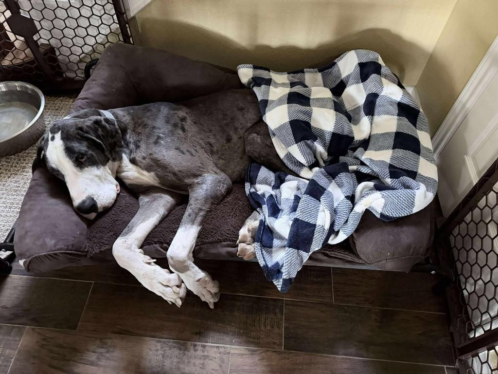 Enlarge Caden, an adopted Great Dane in Dallas, TX image 4/5