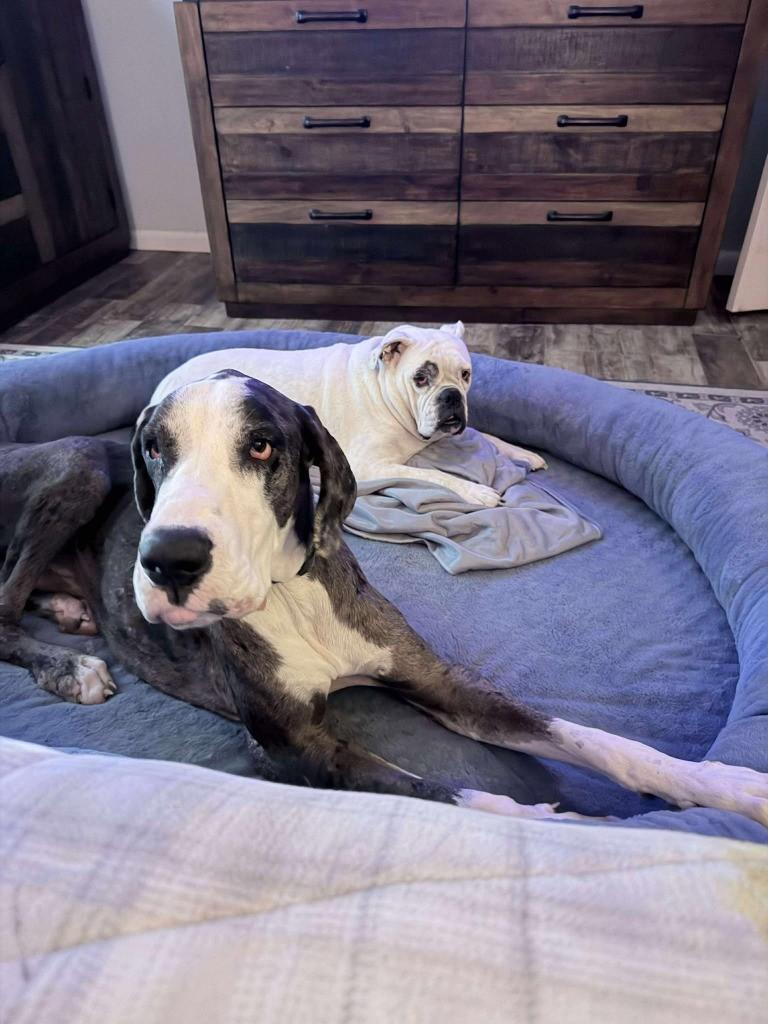 Enlarge Caden, an adopted Great Dane in Dallas, TX image 5/5