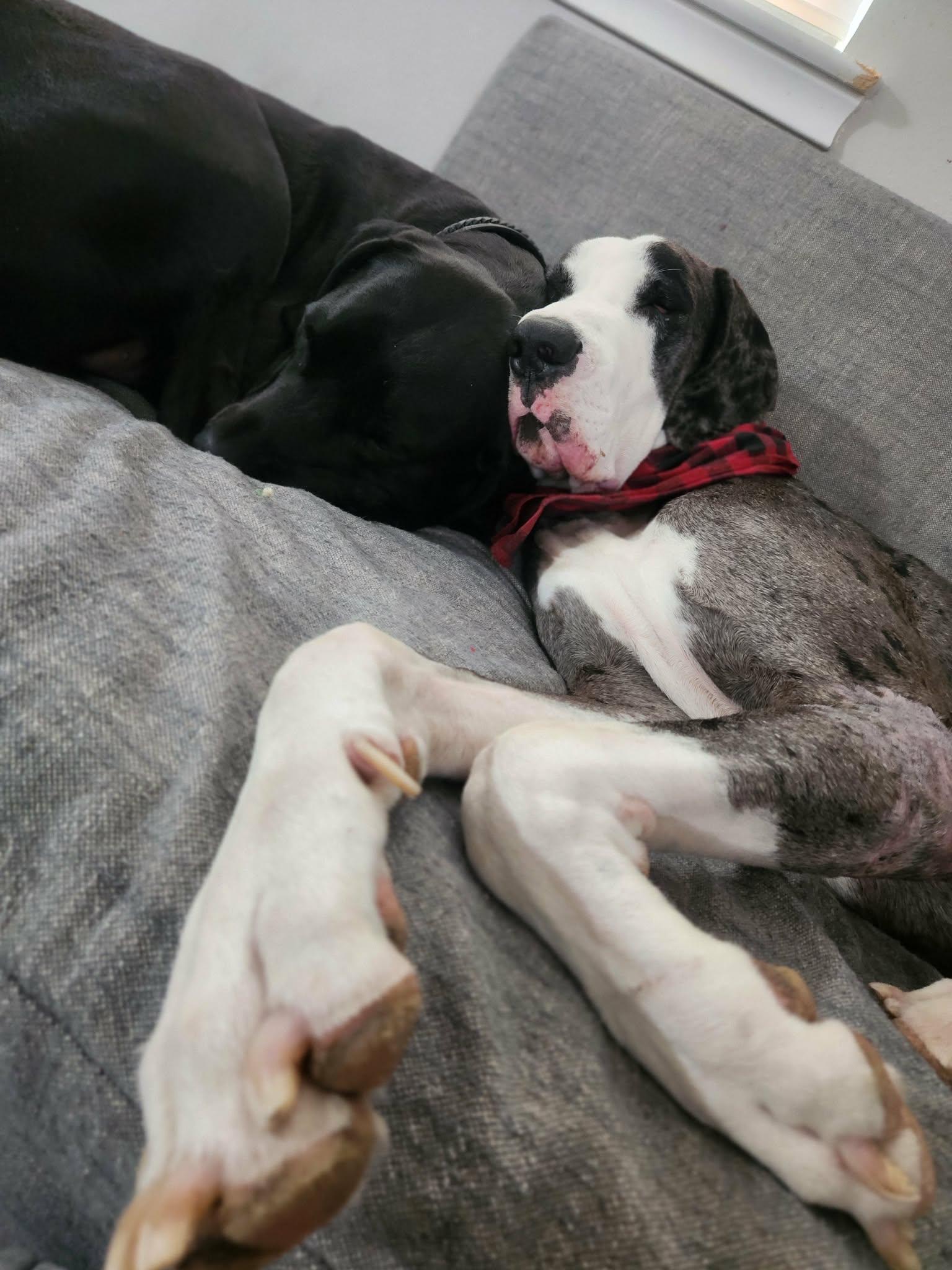 Enlarge Caden, an adopted Great Dane in Dallas, TX image 3/5