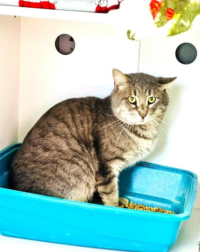 Enlarge GENTLEMAN, a ADOPTABLE Tabby in Pegram, TN image 1/1