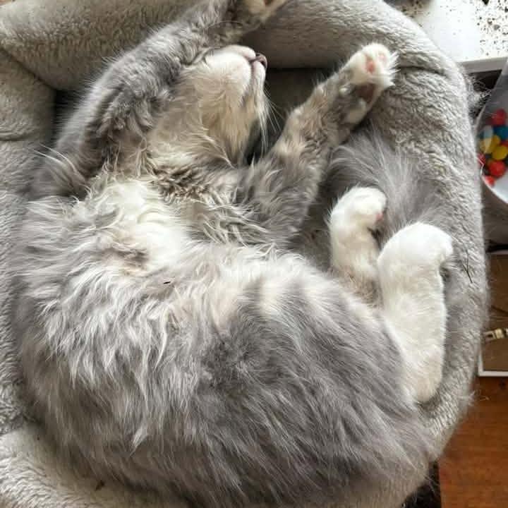 Calypso Belle Hansen, Adoptable, Young Female Domestic Long Hair.