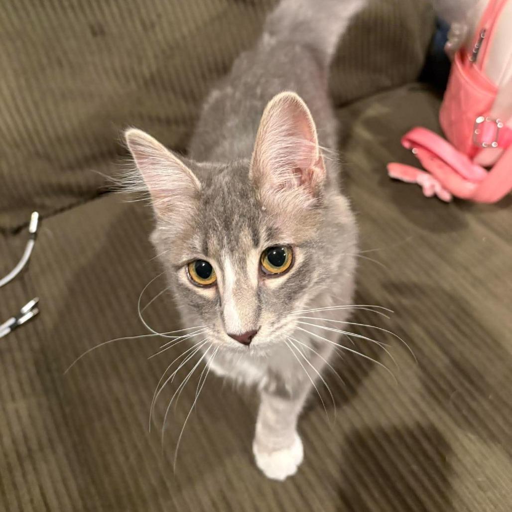 Enlarge Calypso Belle Hansen, a Adoptable Domestic Long Hair in Eagle Mountain, UT image 2/6