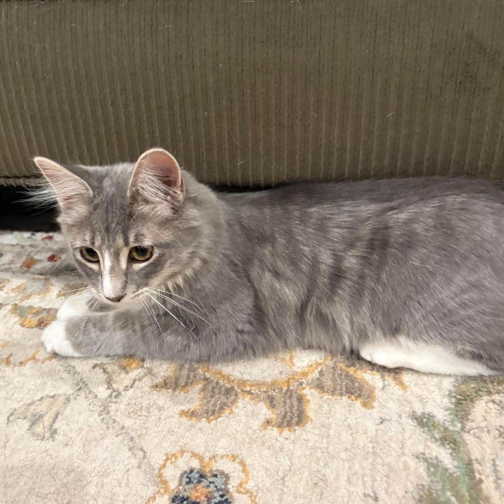 Enlarge Calypso Belle Hansen, a Adoptable Domestic Long Hair in Eagle Mountain, UT image 3/6
