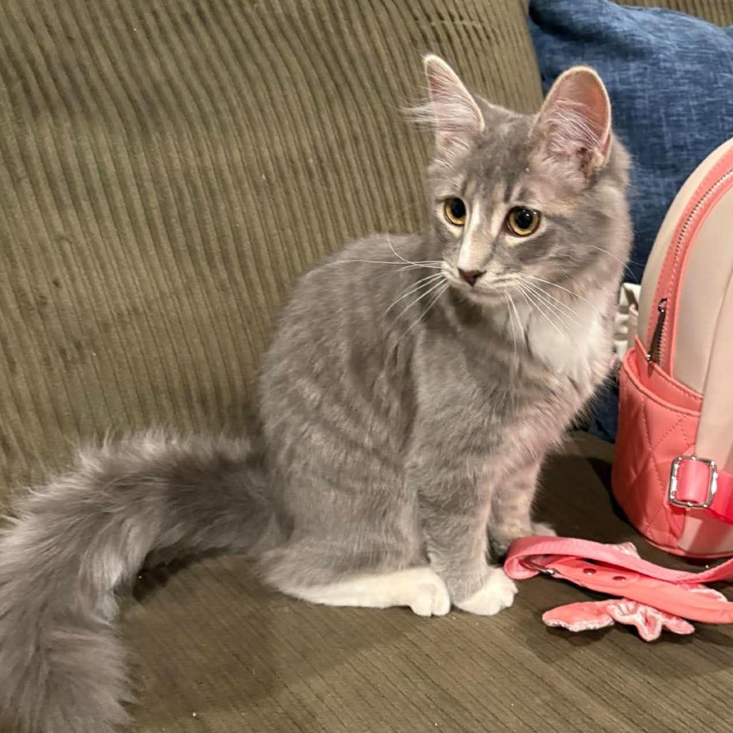 Enlarge Calypso Belle Hansen, a Adoptable Domestic Long Hair in Eagle Mountain, UT image 4/6