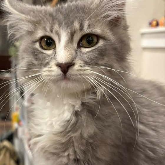 Enlarge Calypso Belle Hansen, a Adoptable Domestic Long Hair in Eagle Mountain, UT image 5/6