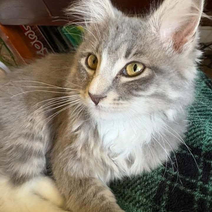 Enlarge Calypso Belle Hansen, a Adoptable Domestic Long Hair in Eagle Mountain, UT image 6/6