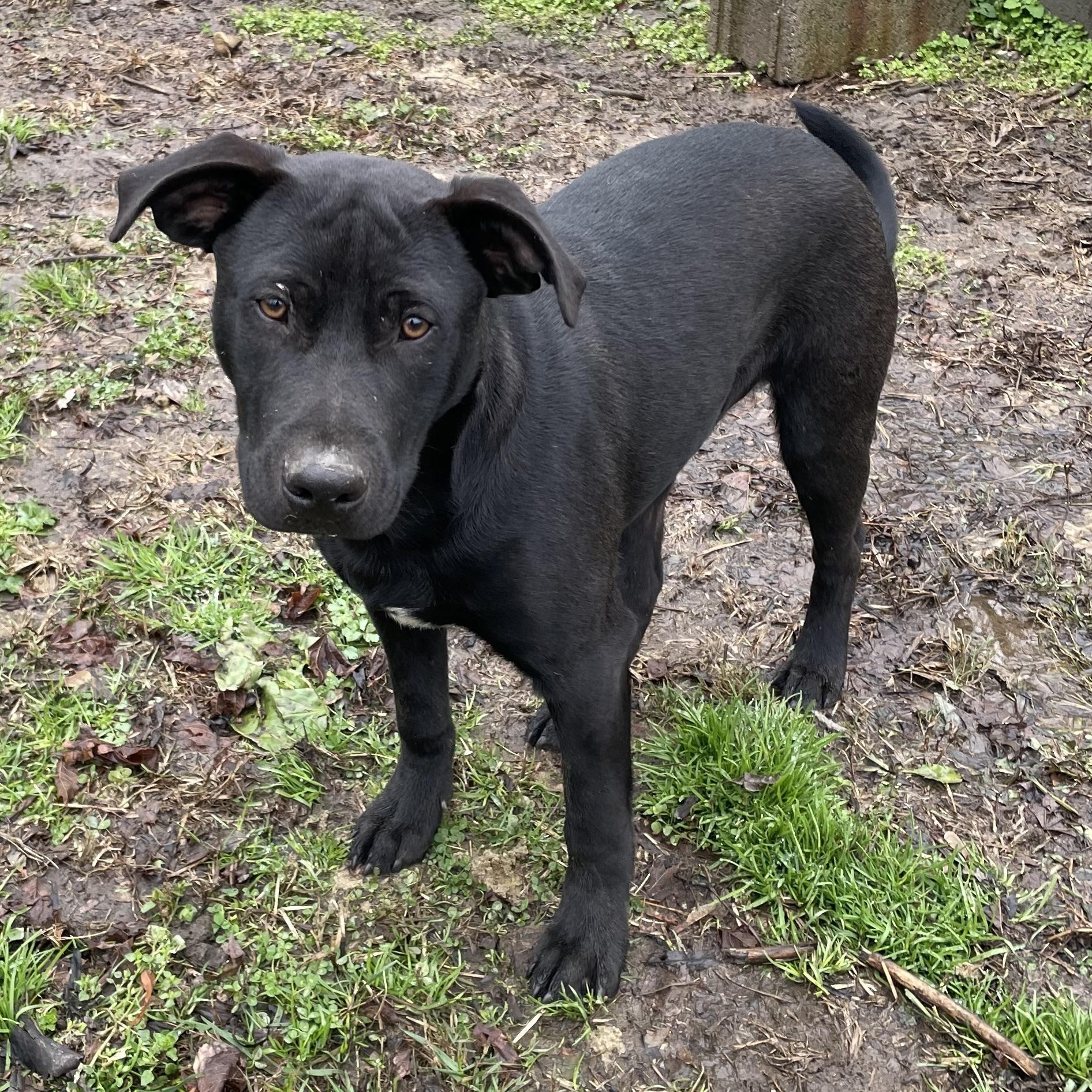 Enlarge Wonka, a Adoptable mixed breed in Tracy City , TN image 2/3