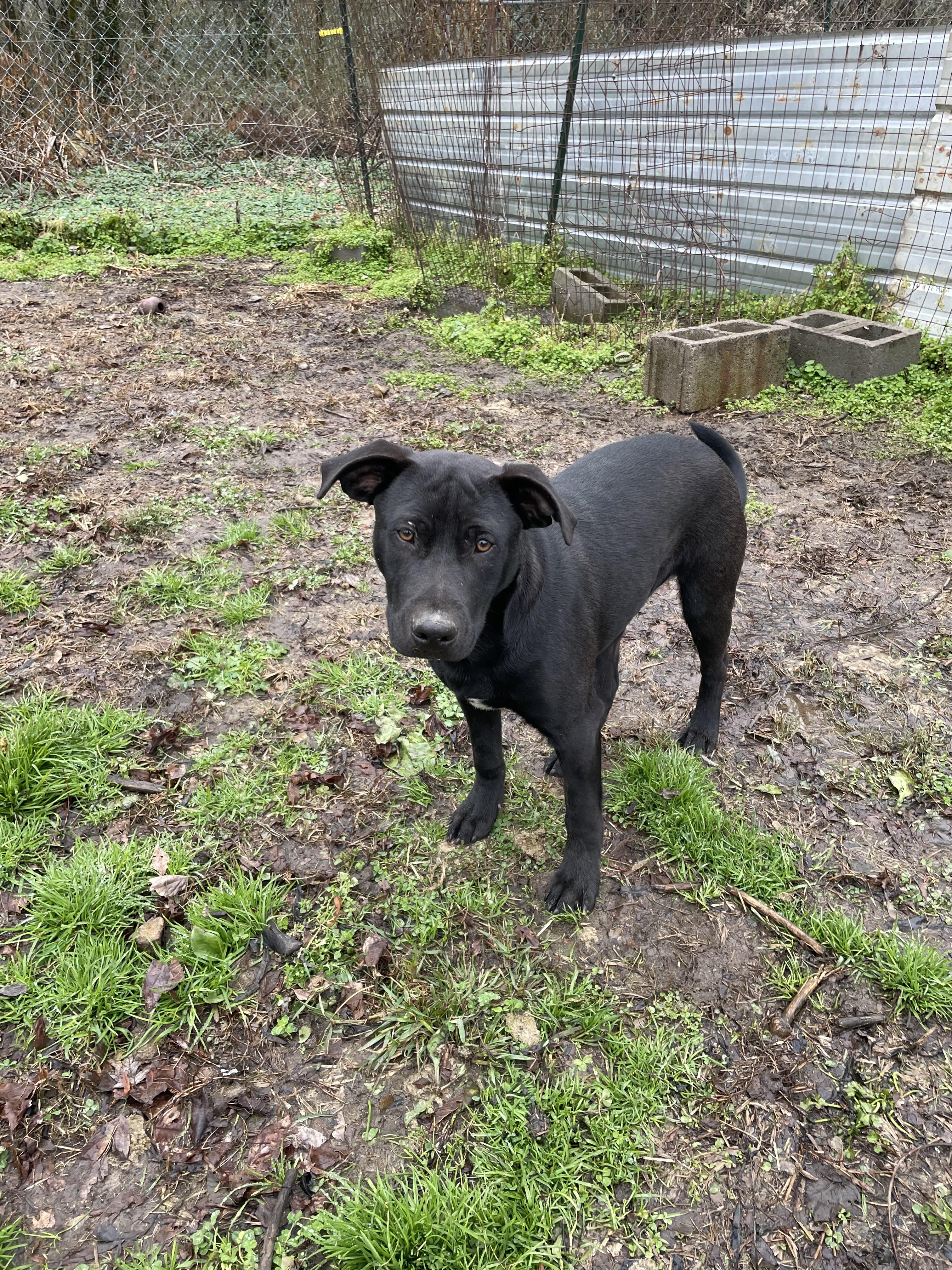 Enlarge Wonka, a Adoptable mixed breed in Tracy City , TN image 1/3