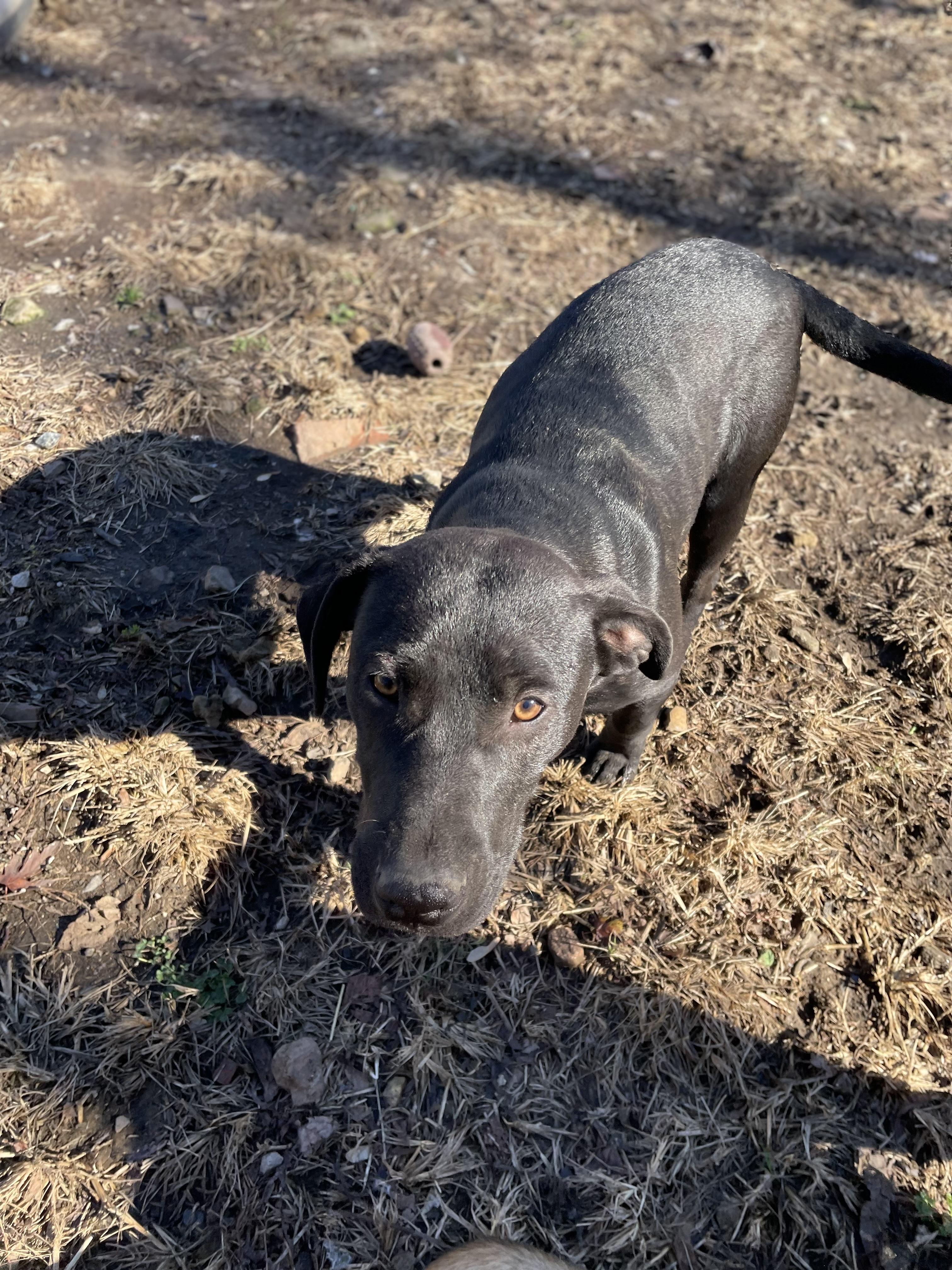 Enlarge Wonka, a Adoptable mixed breed in Tracy City , TN image 2/3