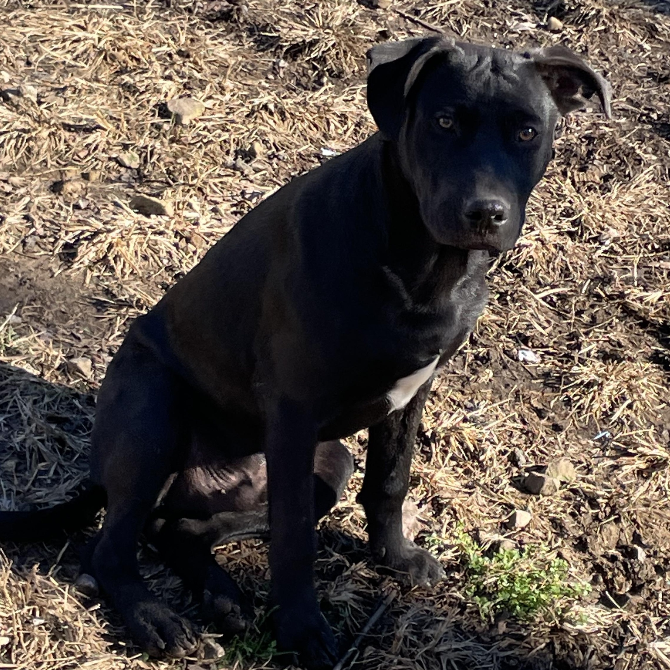 Enlarge Wonka, a Adoptable mixed breed in Tracy City , TN image 3/3