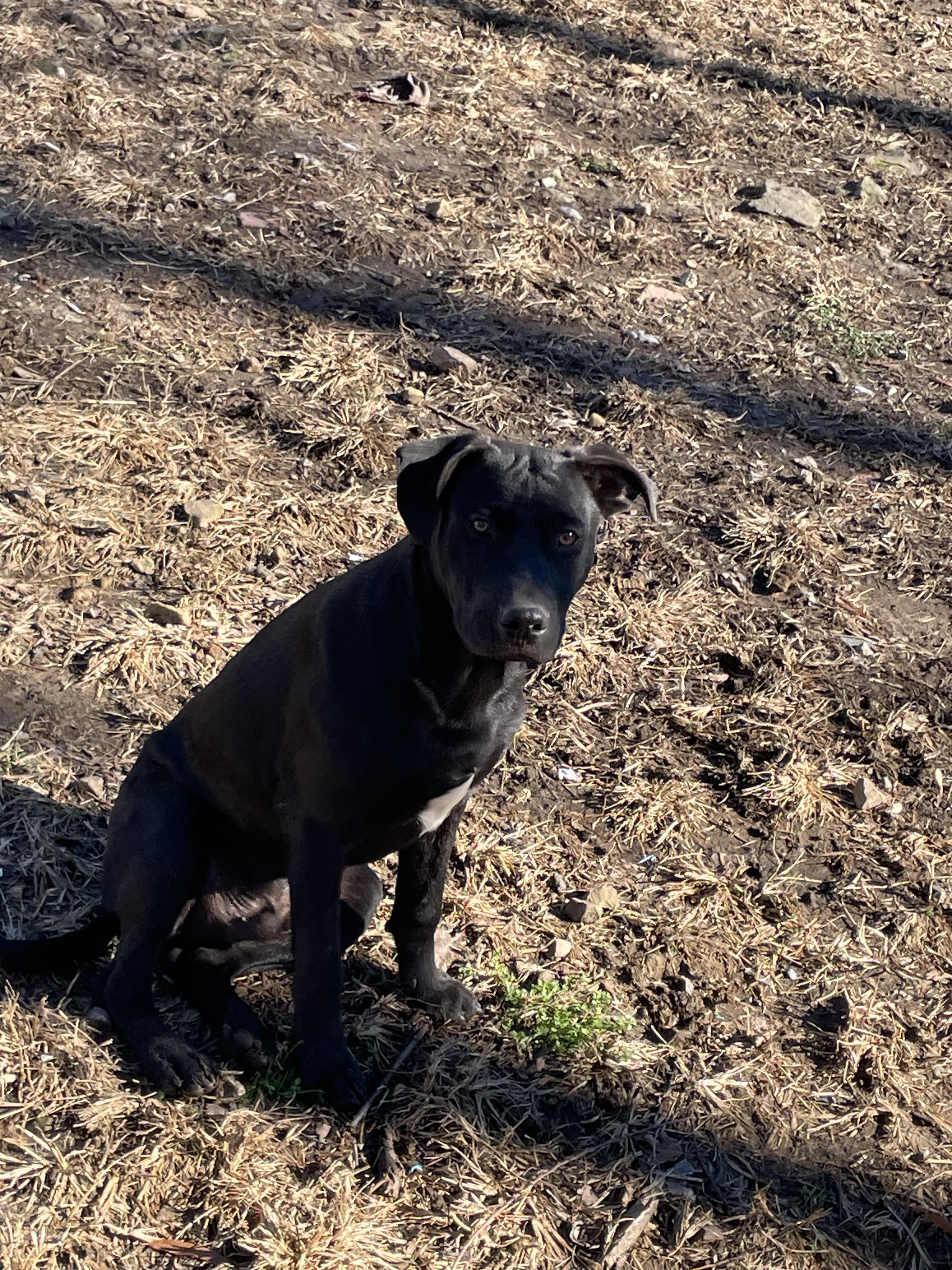 Enlarge Wonka, a Adoptable mixed breed in Tracy City , TN image 3/3