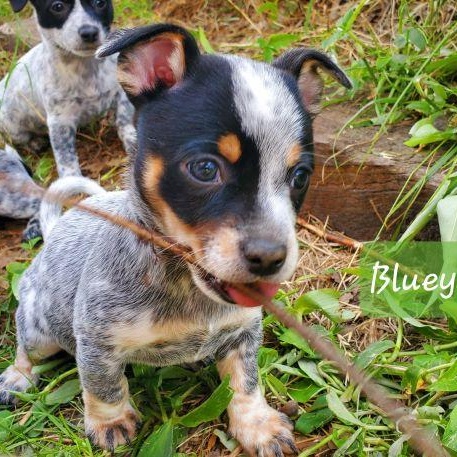 Bluey, Baby Female Chiweenie